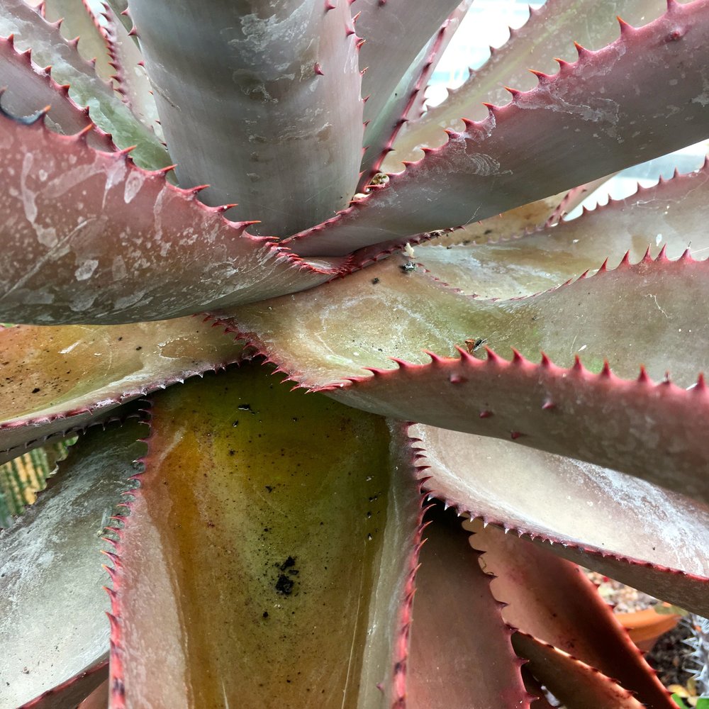 MARCH: CANNINGTON’S CACTI