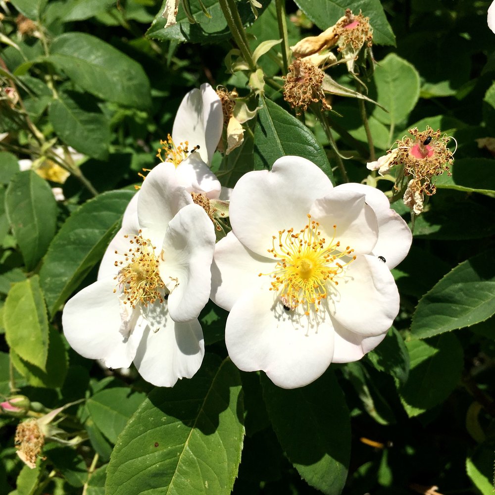 SEPTEMBER: THE ROSE GARDEN AT PARCEVALL HALL