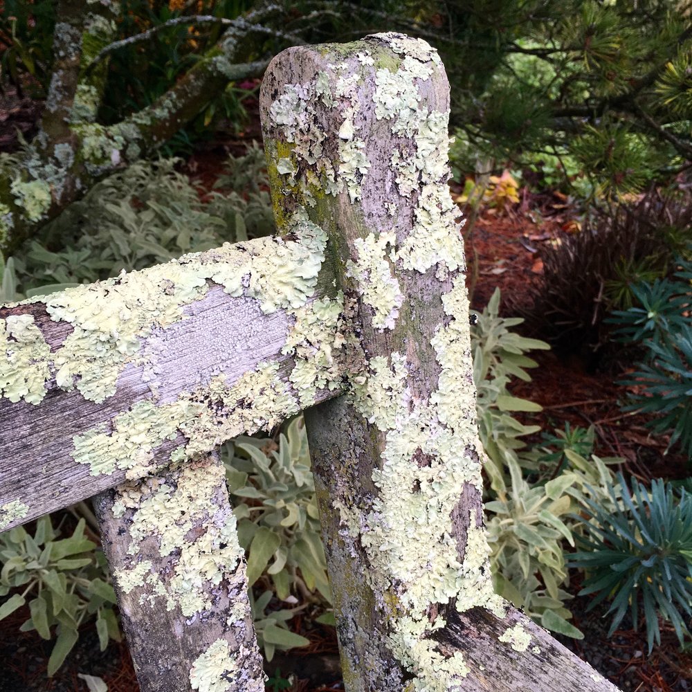 NOVEMBER: LIKING THE LICHEN