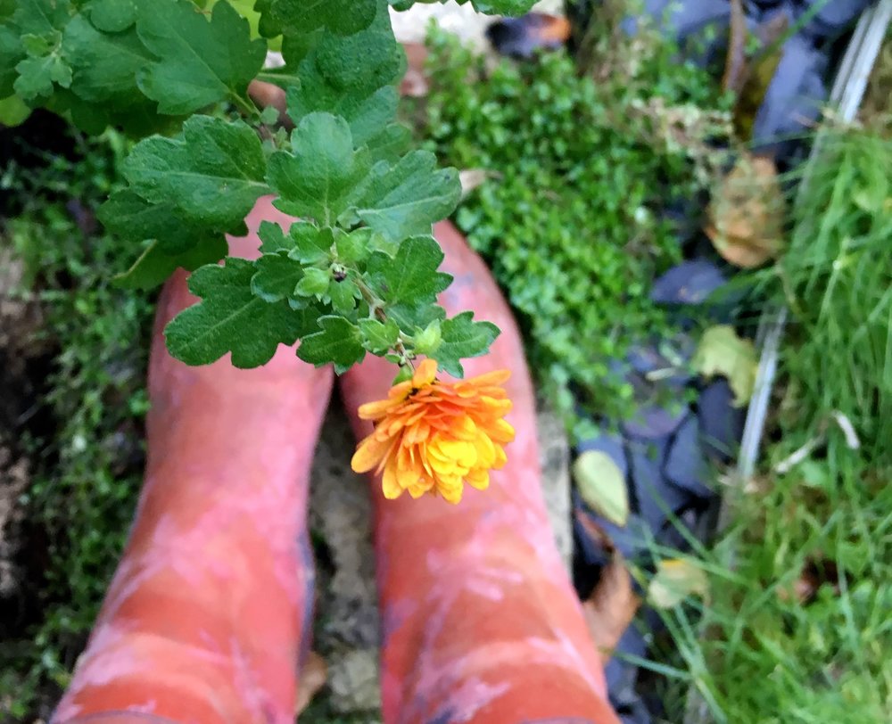 NOVEMBER: IN MY GARDEN