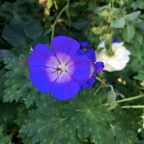 NOVEMBER: VISITING THE FOUR RHS GARDENS THIS YEAR