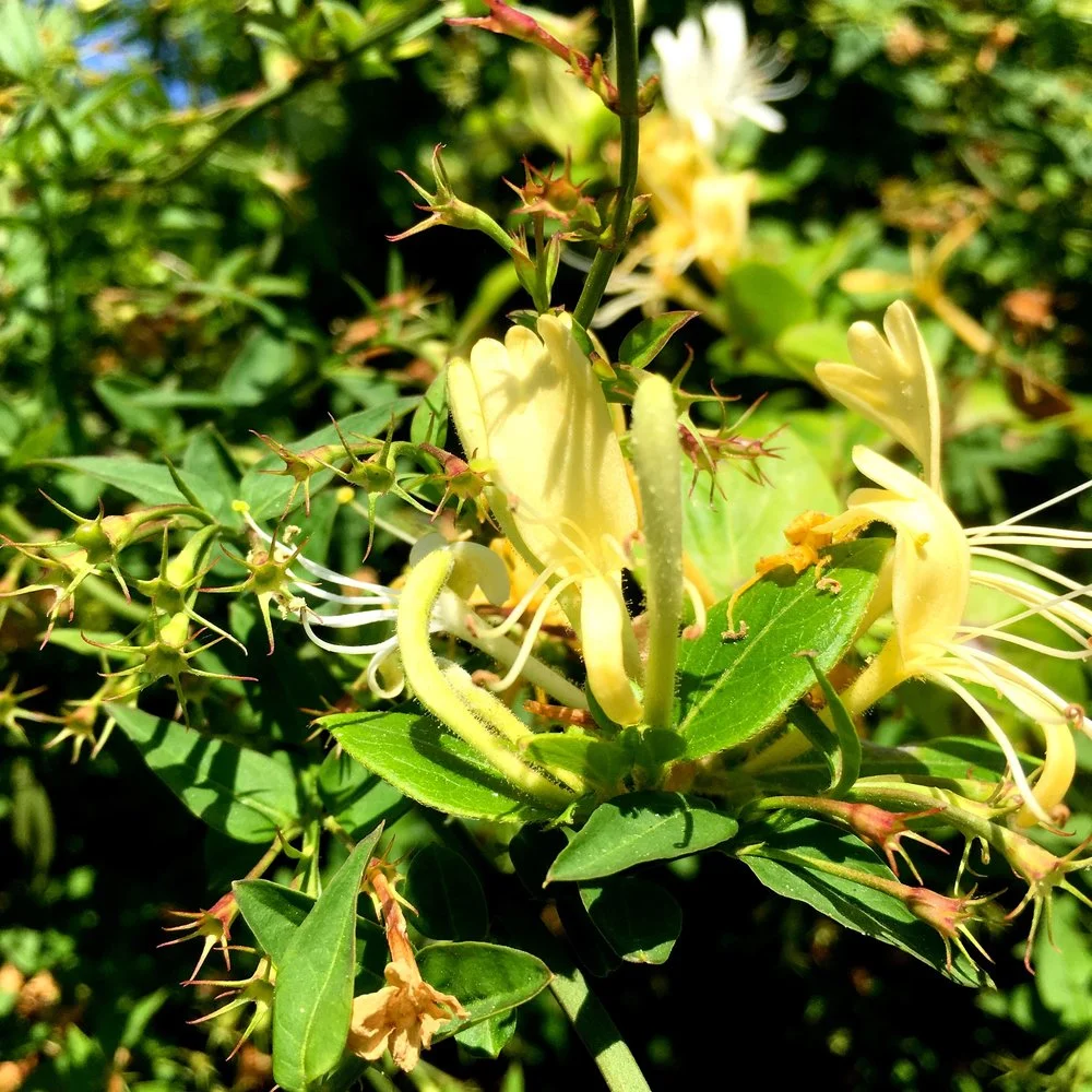 AUGUST: LOOKING BACK AT MY GARDEN IN JULY (AND A BIT OF JUNE)