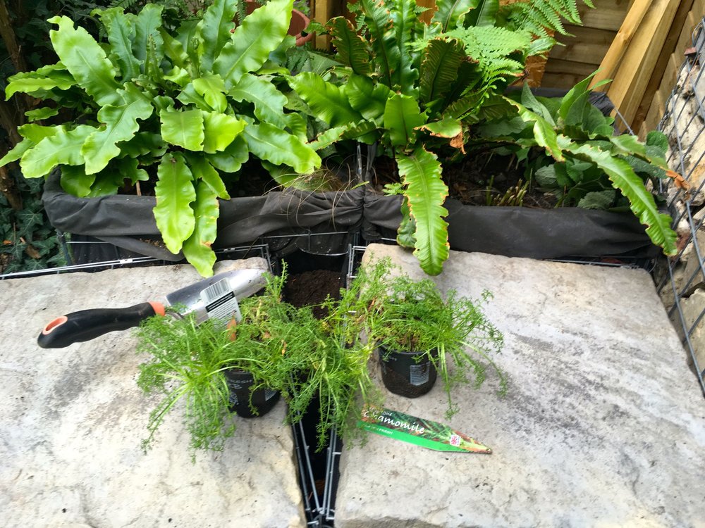 SEPTEMBER: FINDING TIME FOR SOME TRIANGULAR PLANTING