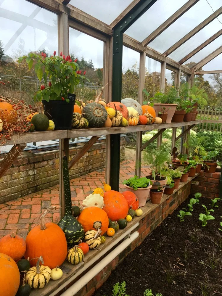 NOVEMBER: PUMPKINS AT RHS ROSEMOOR