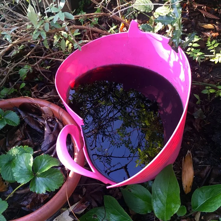 DECEMBER: A FINAL LOOK AROUND MY GARDEN OF THE YEAR