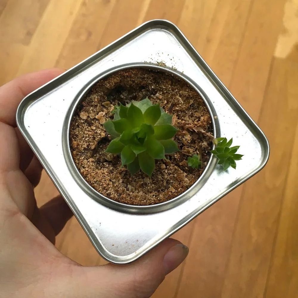 JANUARY: FROM PINK TO GREEN