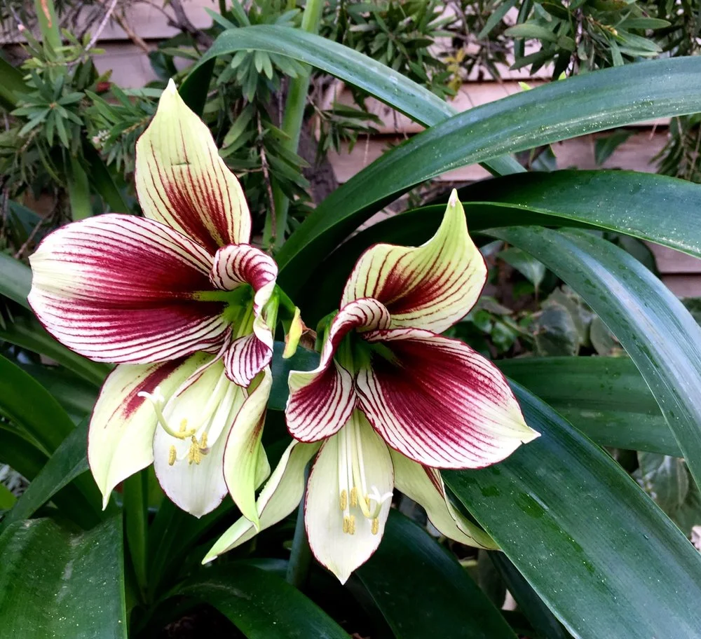 FEBRUARY: THE BUTTERFLIES AT RHS WISLEY