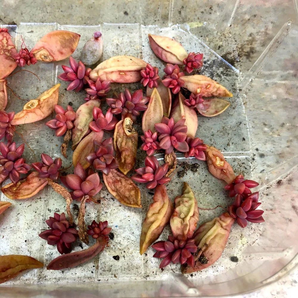 MAY: SOME TIME FOR A TOUCH OF GARDENING