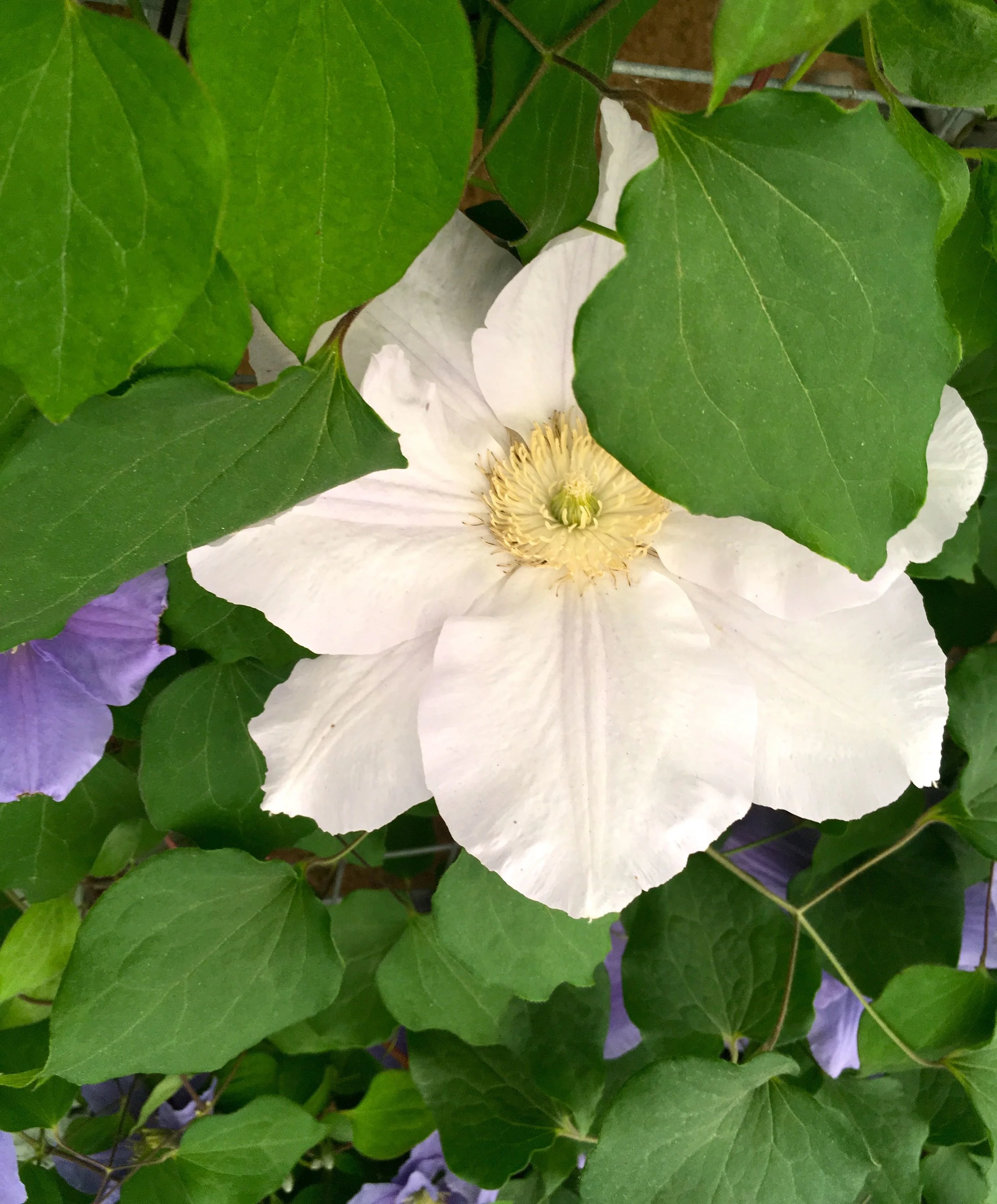 A white clematis on the Raymond Evison stand