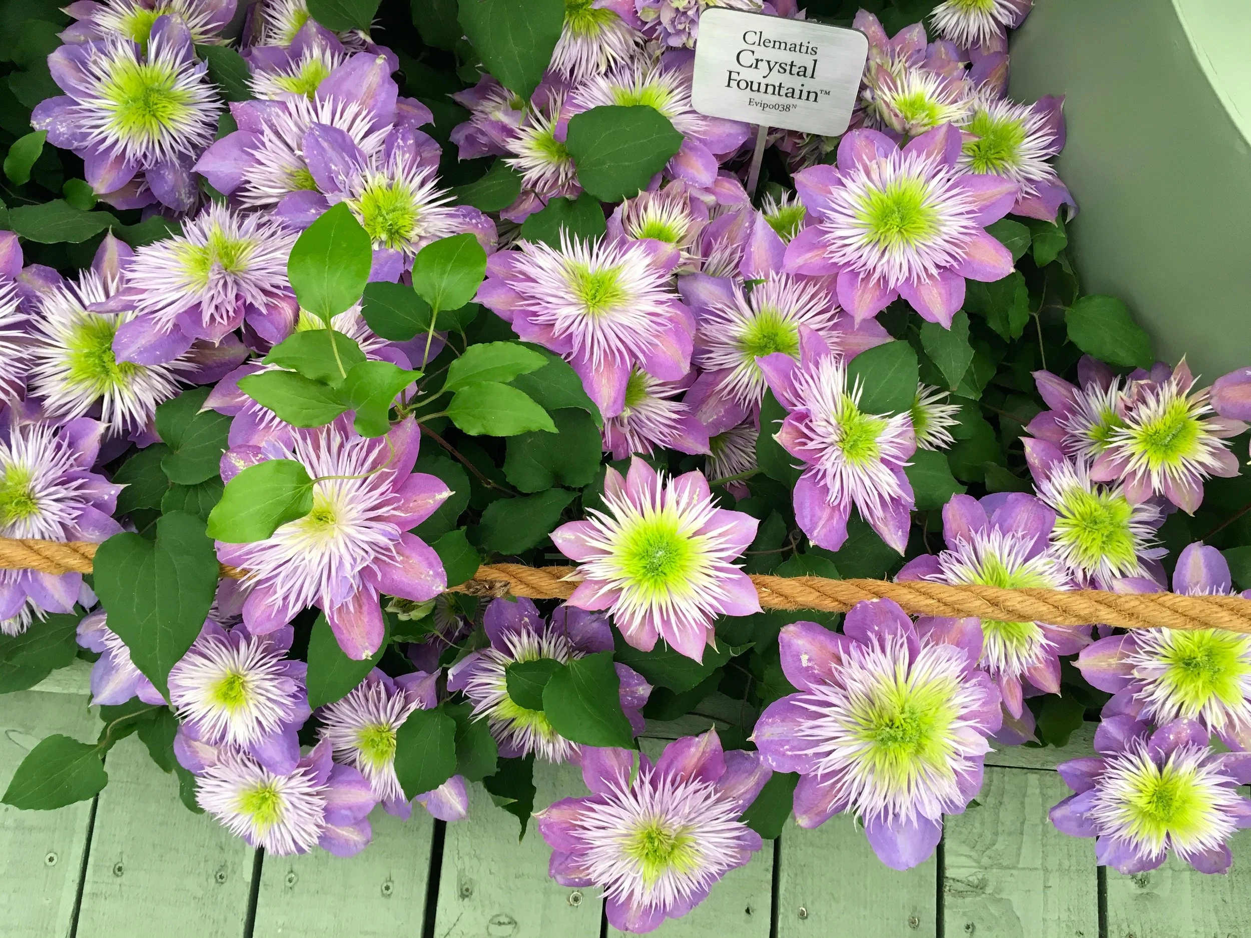 Being restrained by the rope on the boardwalk