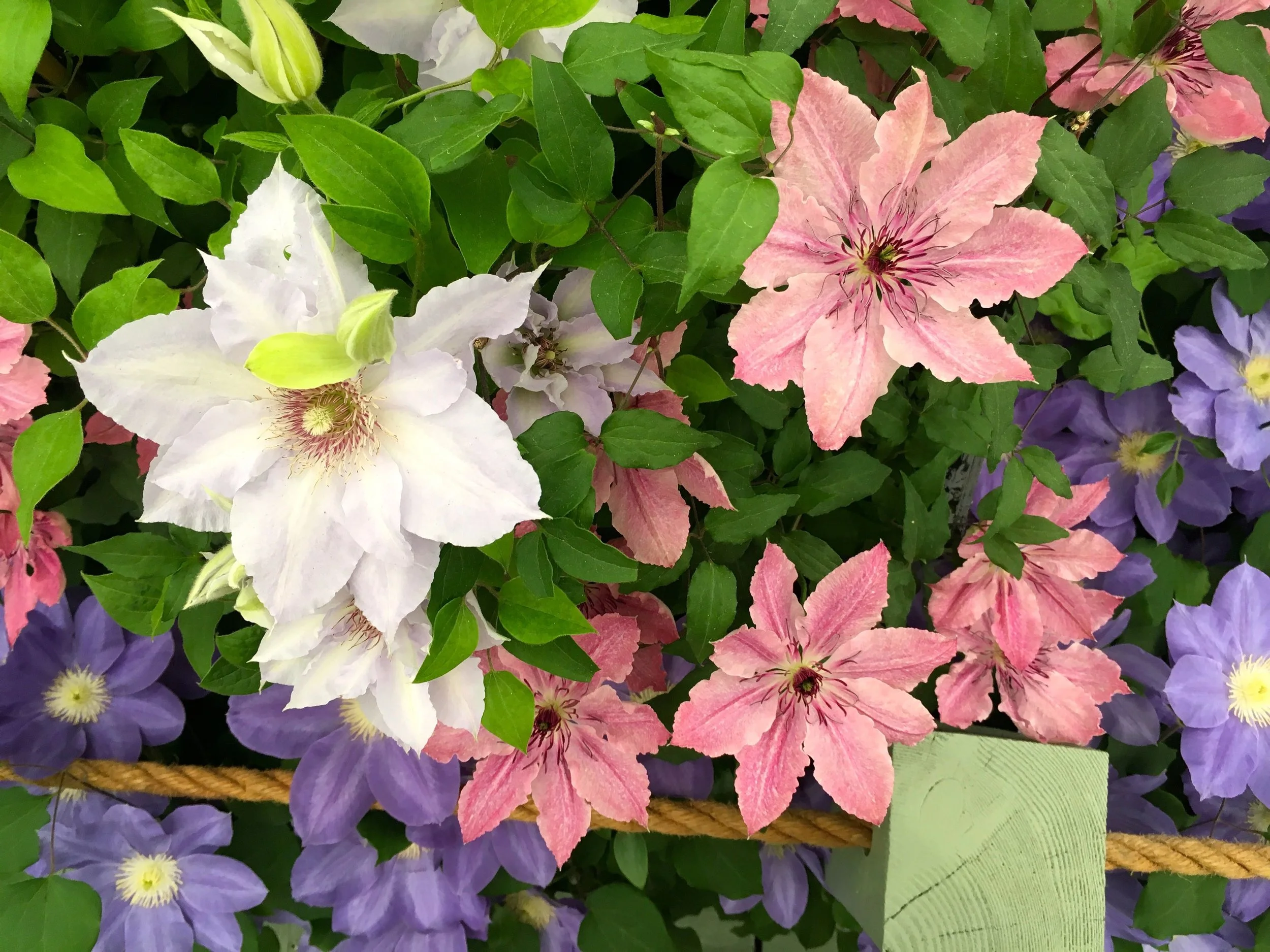many colours of clematis