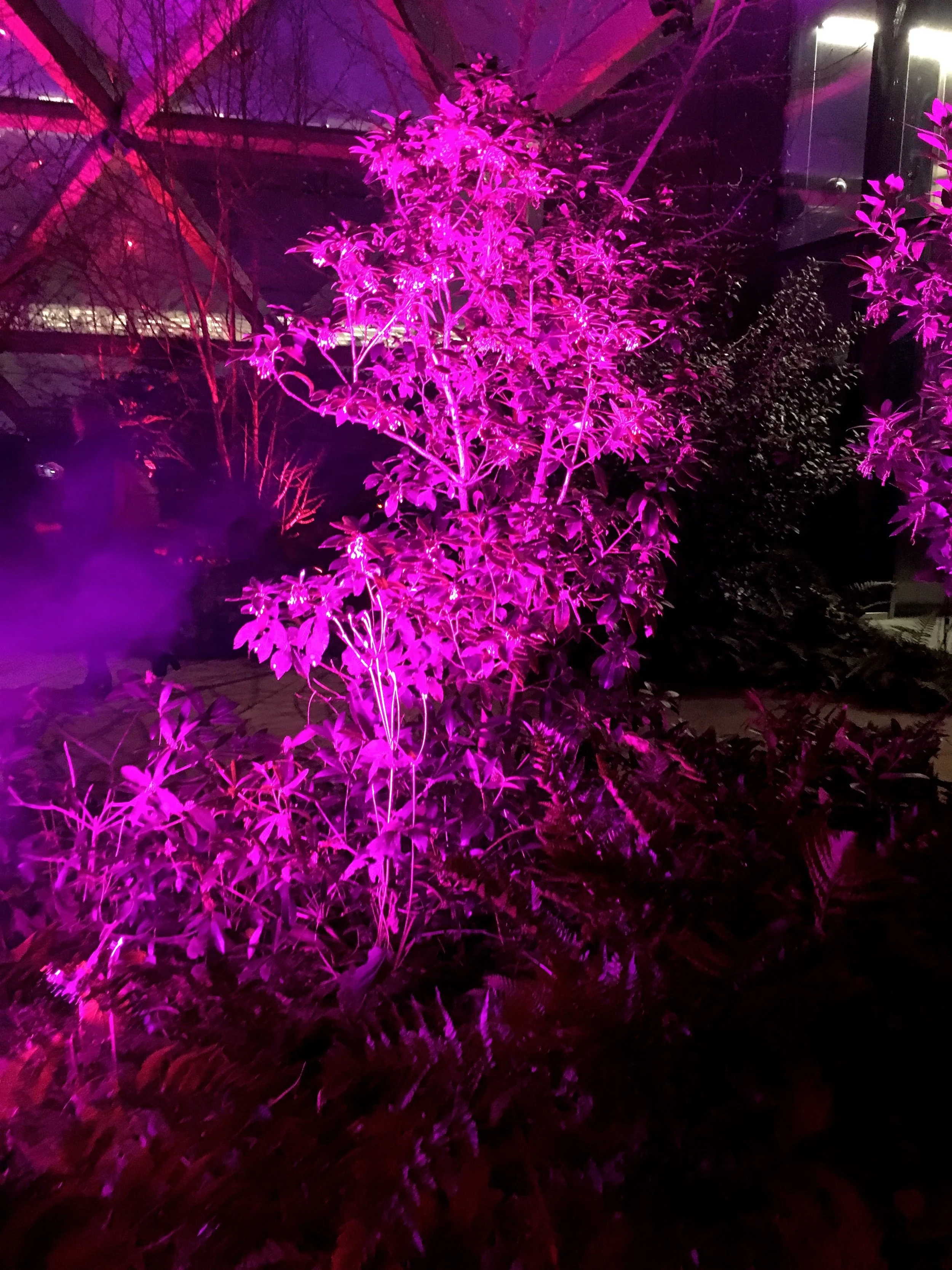 lit up pink - another colour in the crossrail place garden