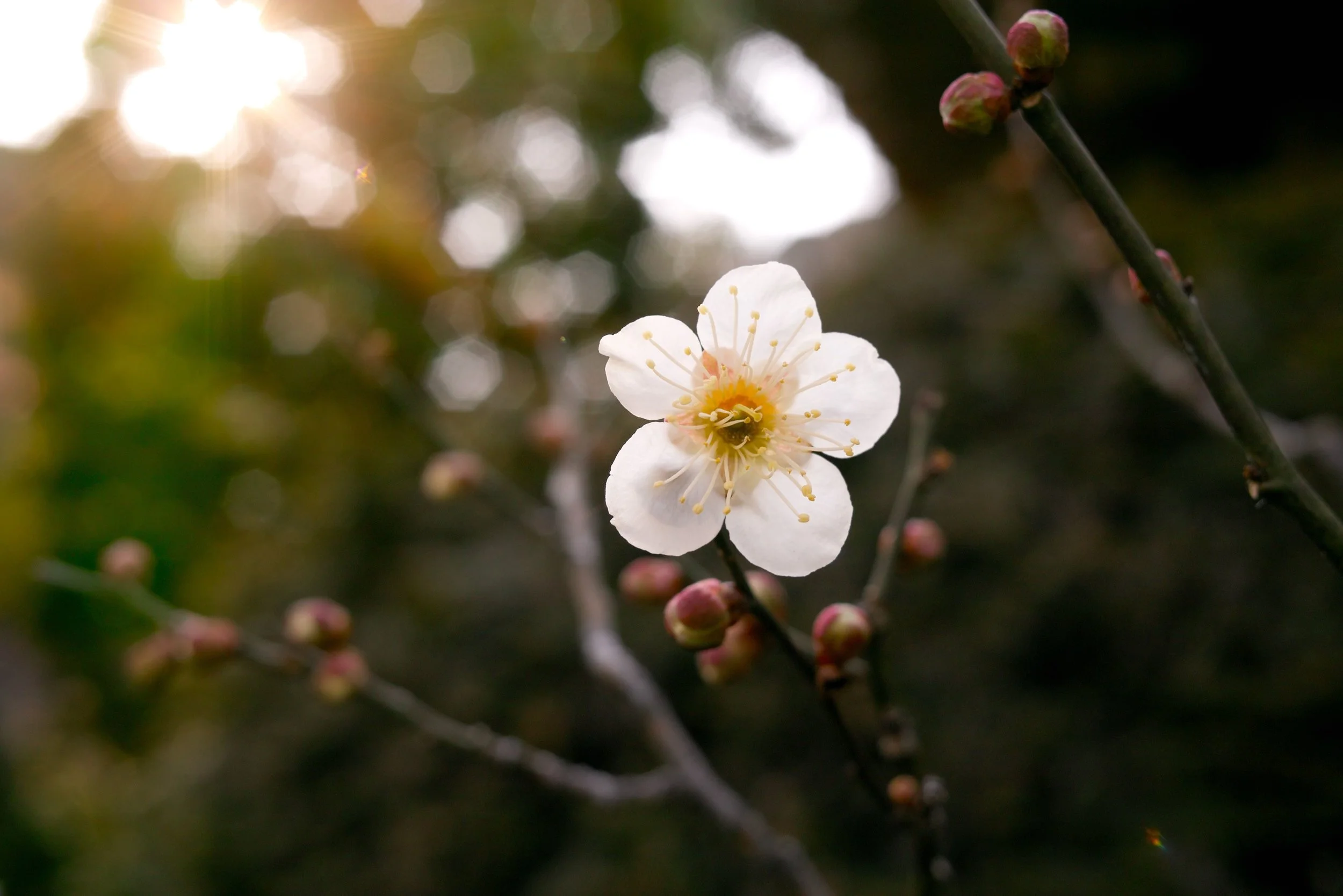 Photo by Takemaru Hirai on Unsplash