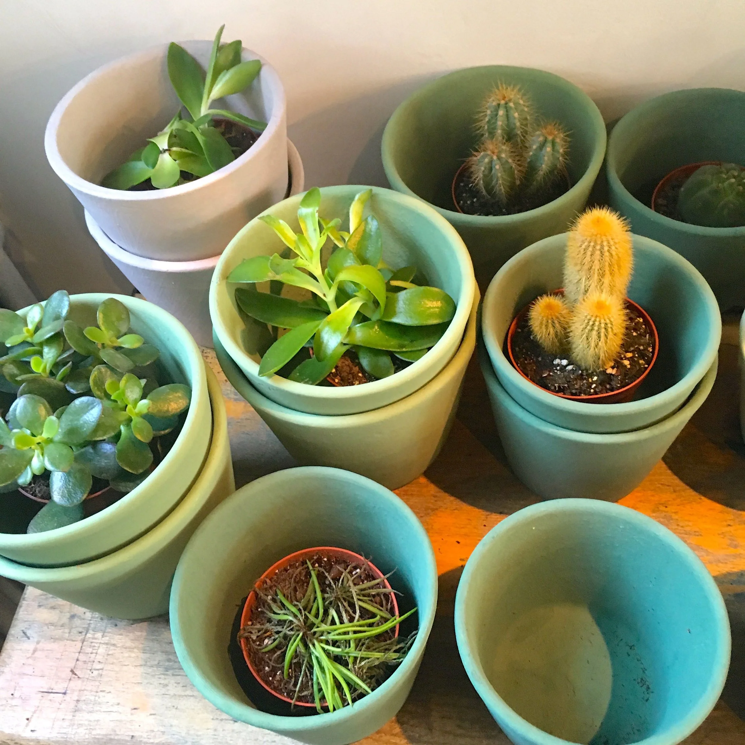 Green pots and plants