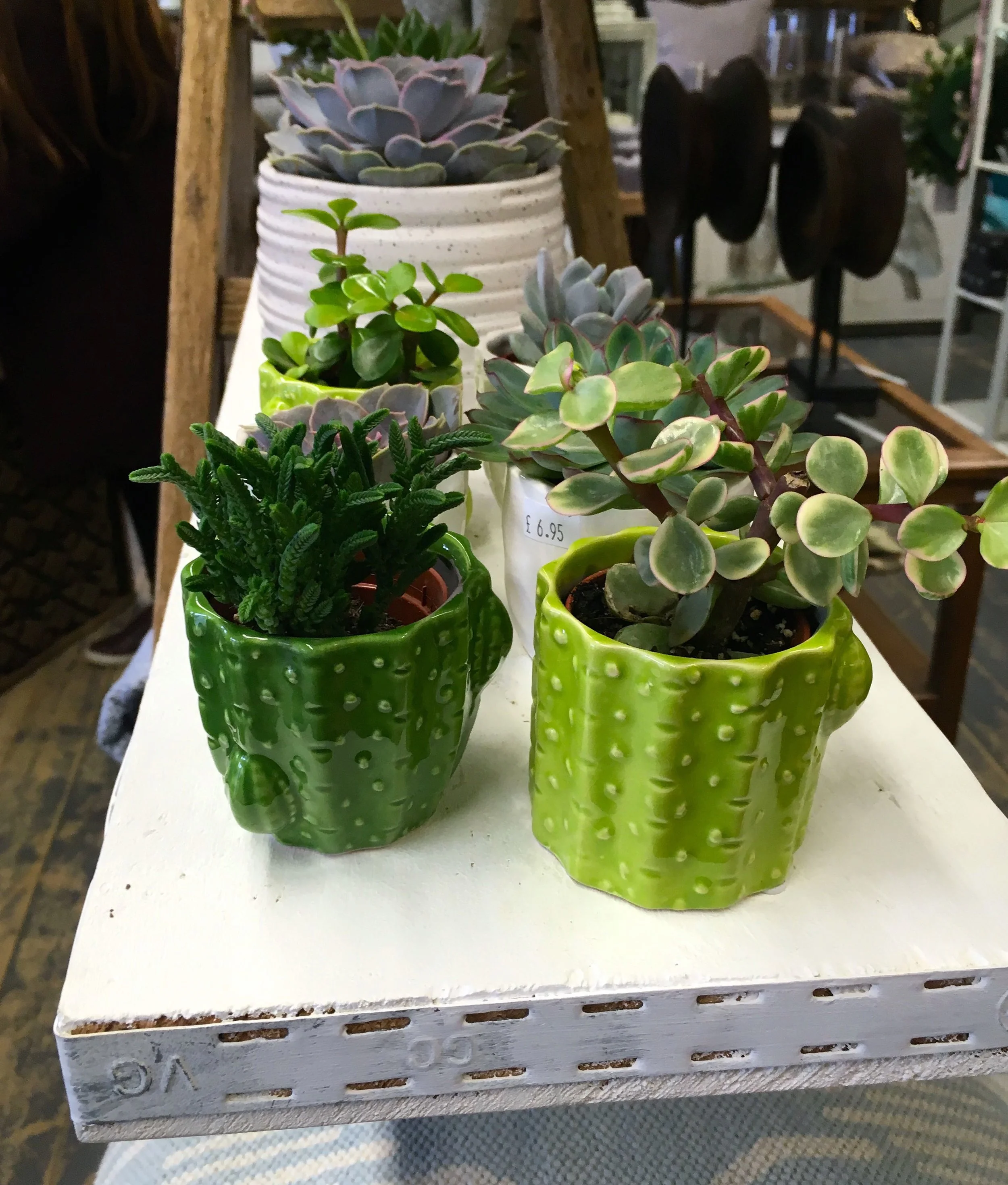succulents in green pots