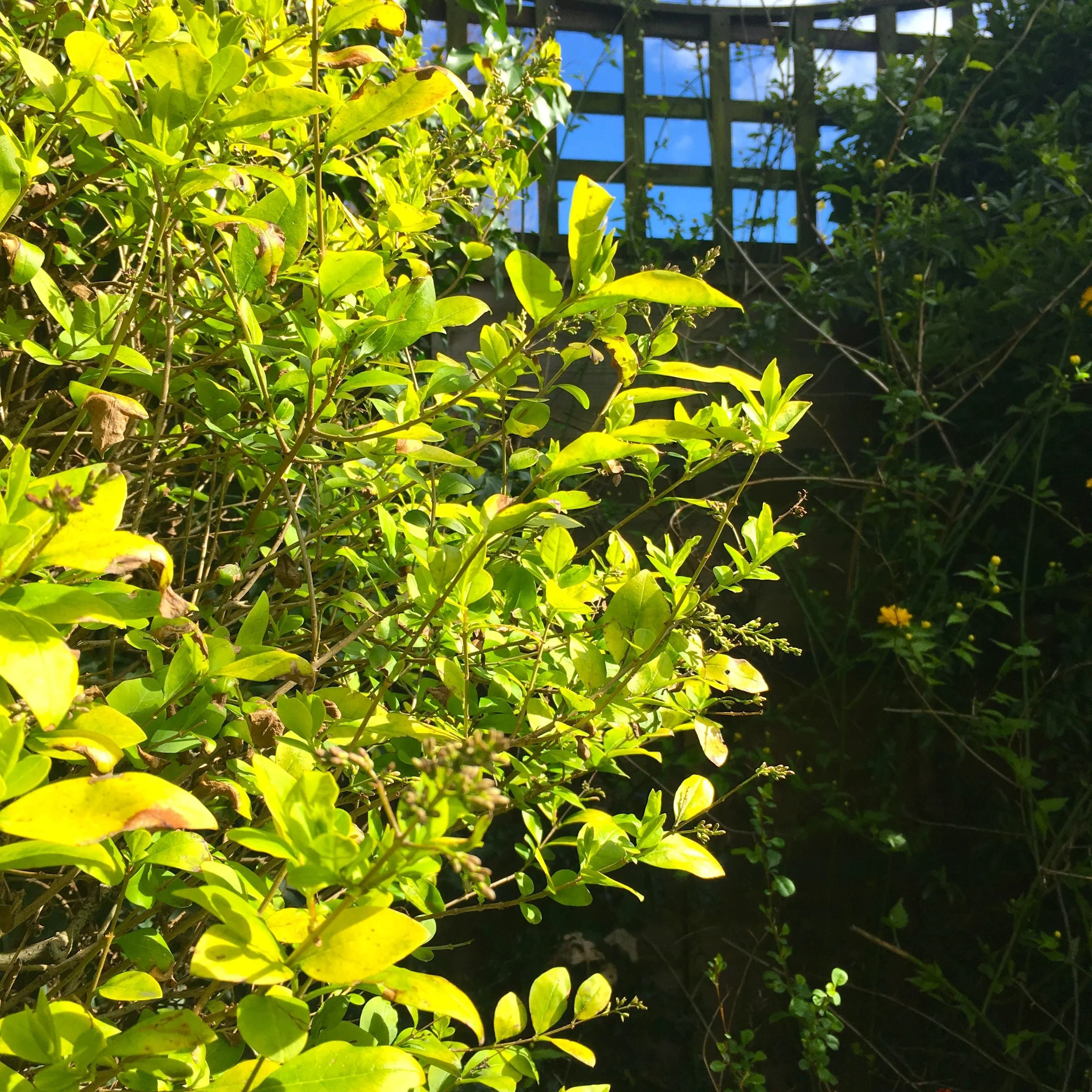 blue skies through the trellis