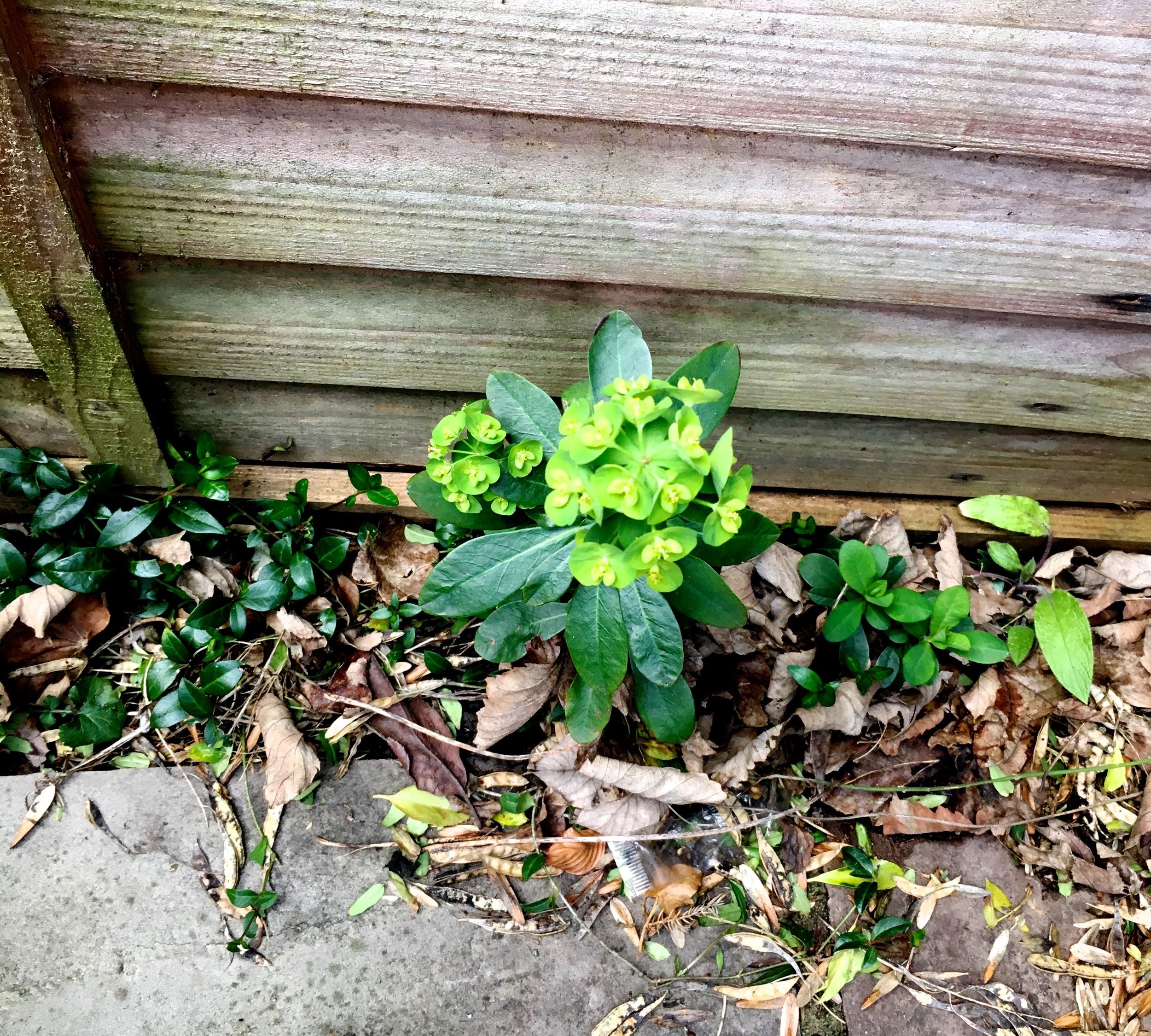 A euphorbia in the leaves