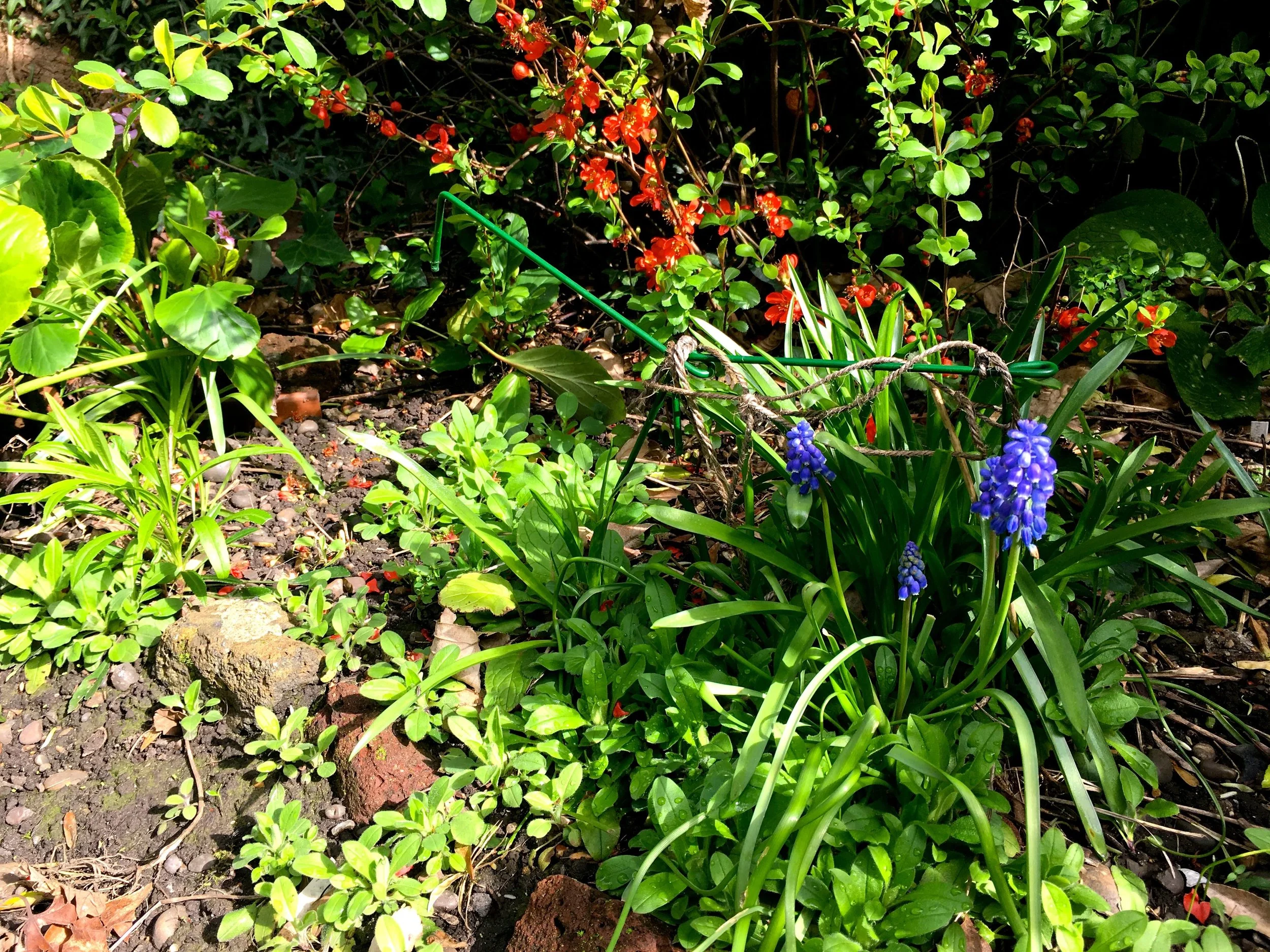 a grape hyacinth in the spring sun