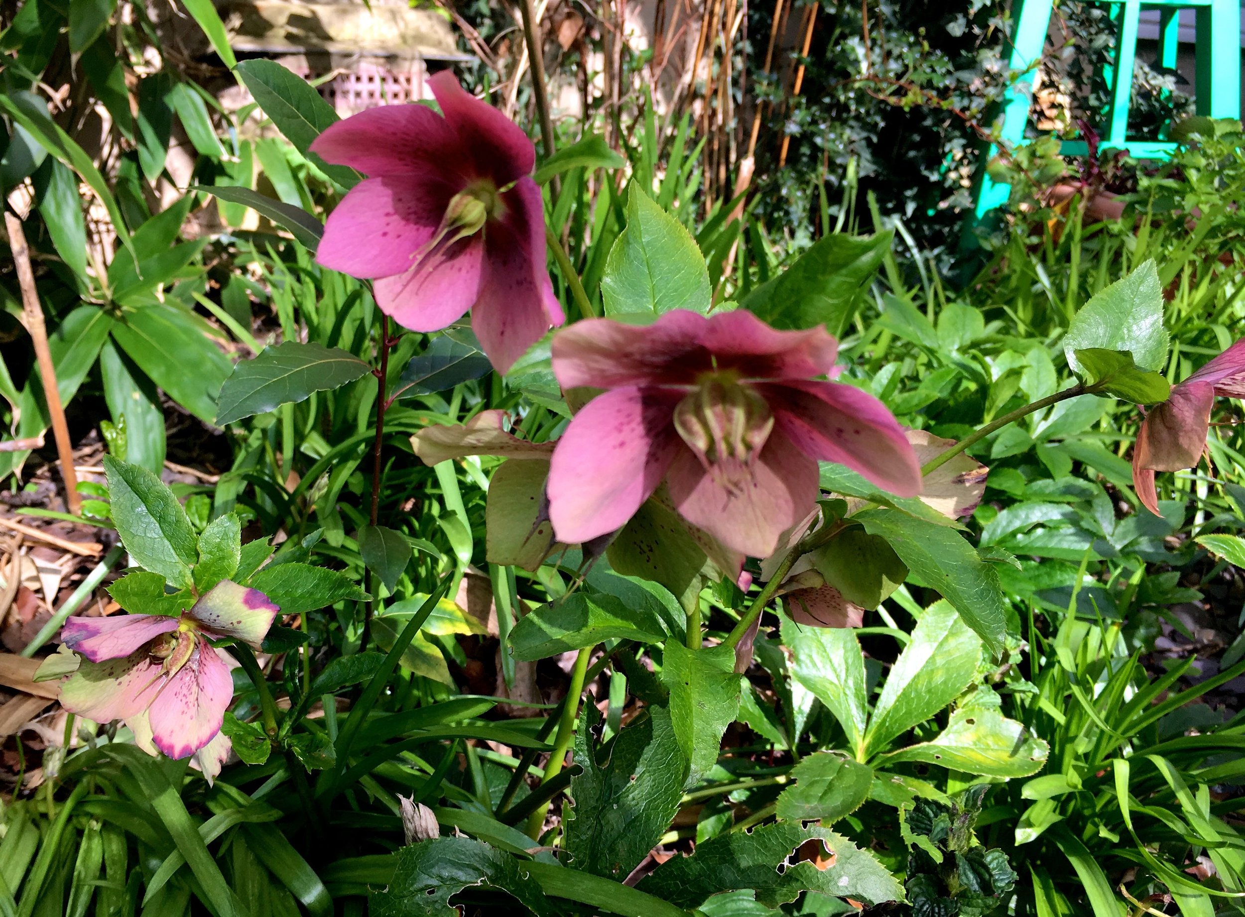 hellebores at the end of the garden