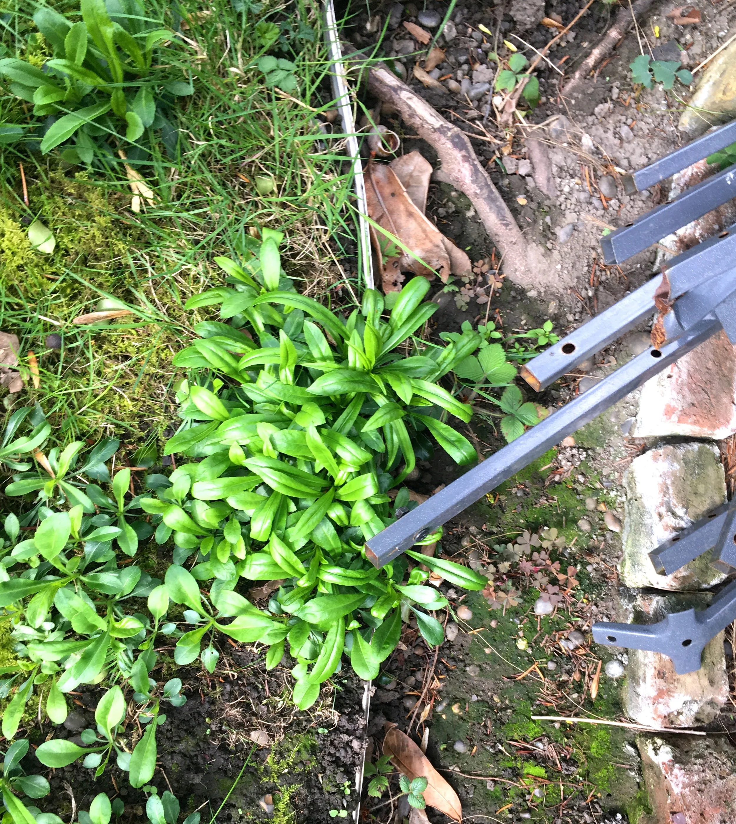 the march of the forget-me-nots