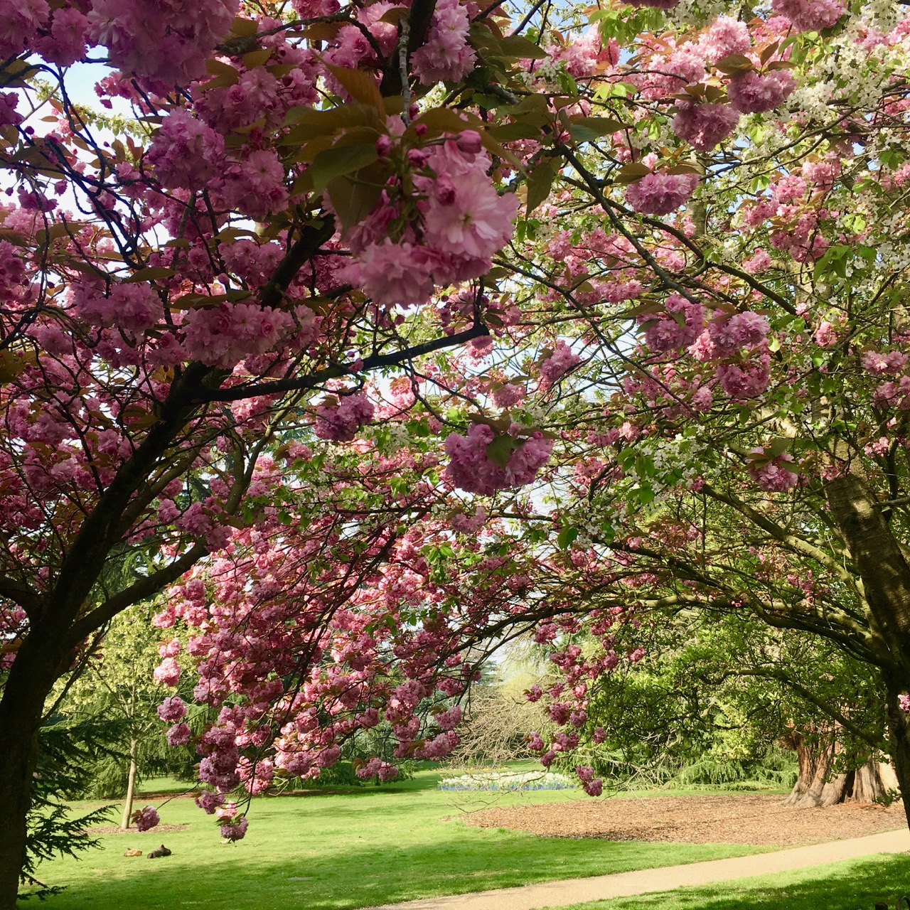 CHERRY BLOSSOM IN GREENWICH PARK
