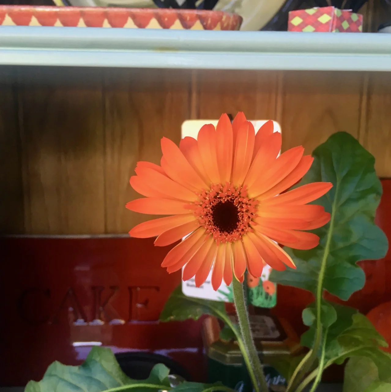 A gerbera in full flower.jpg