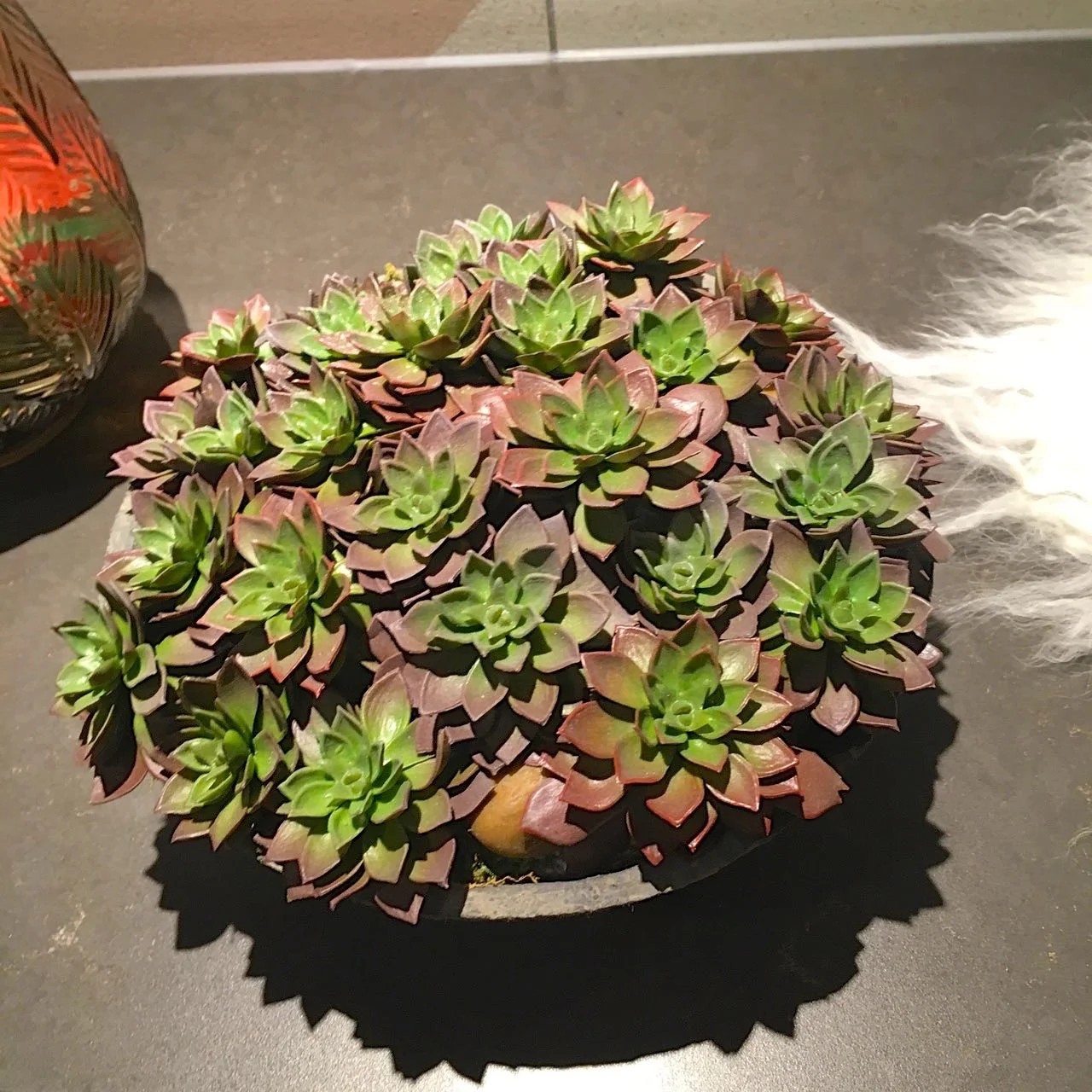 a bowl of succulents