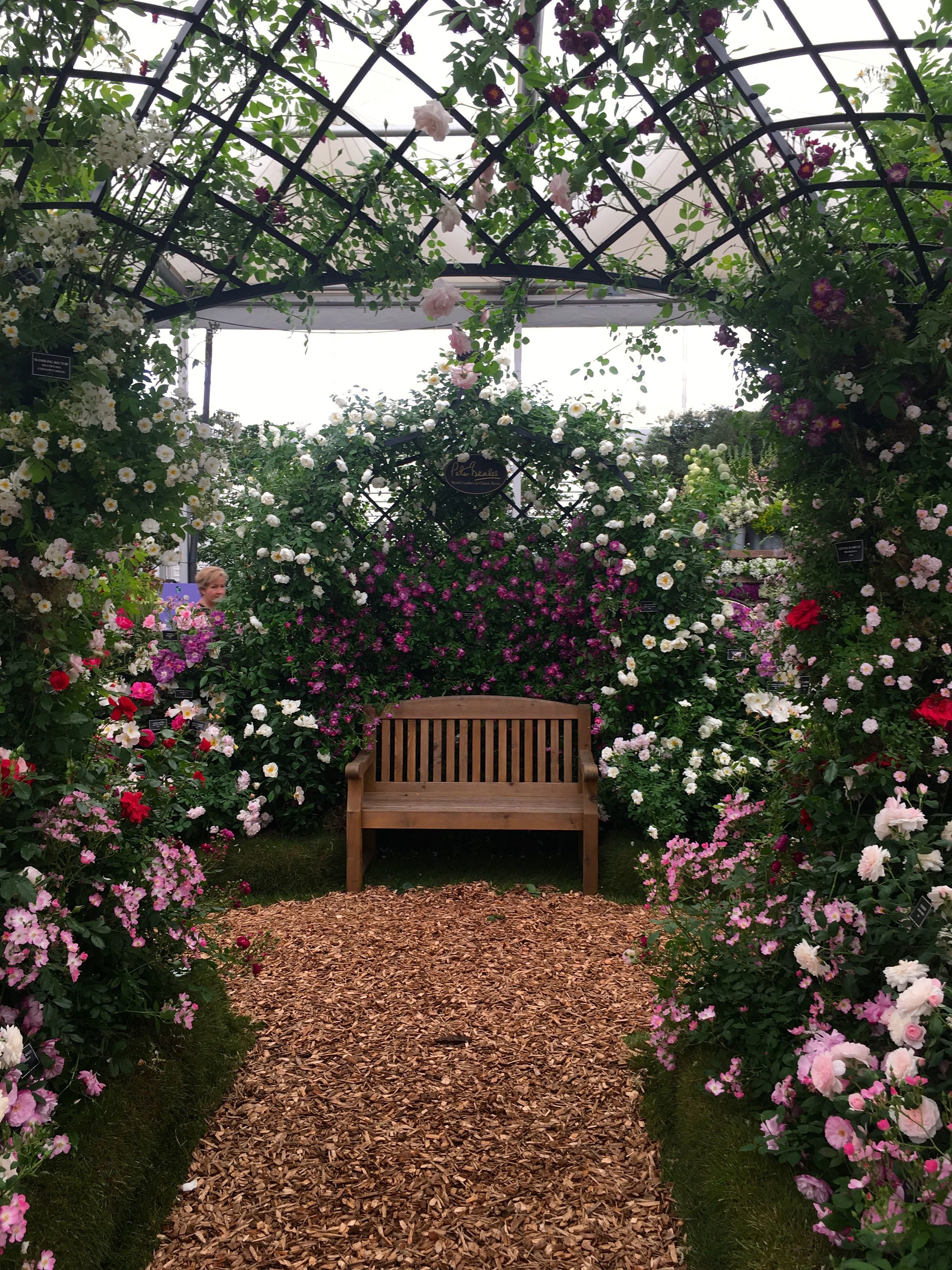 Roses and a bench to enjoy them from