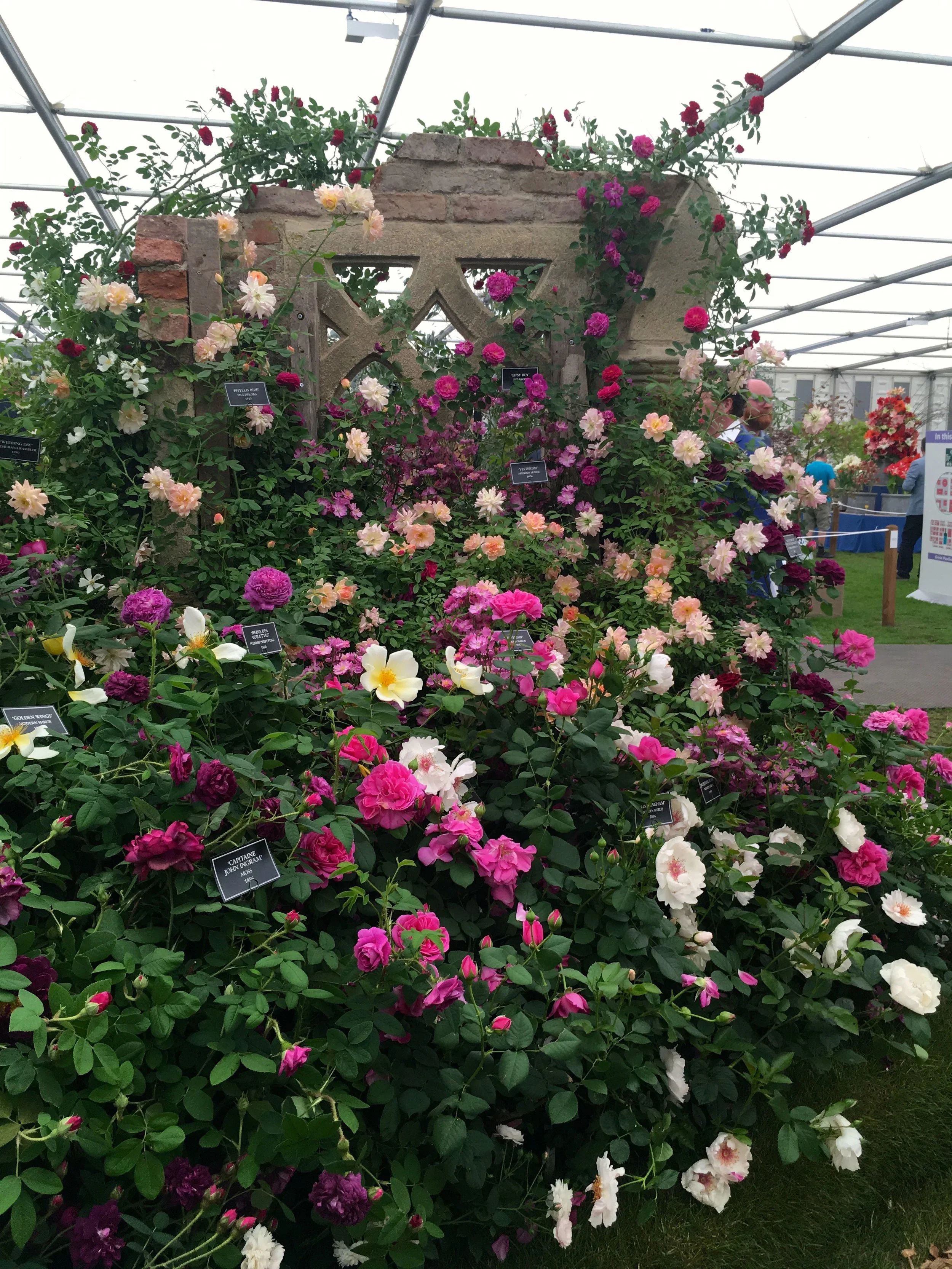 Roses climbing through stone features in the grand pavilion