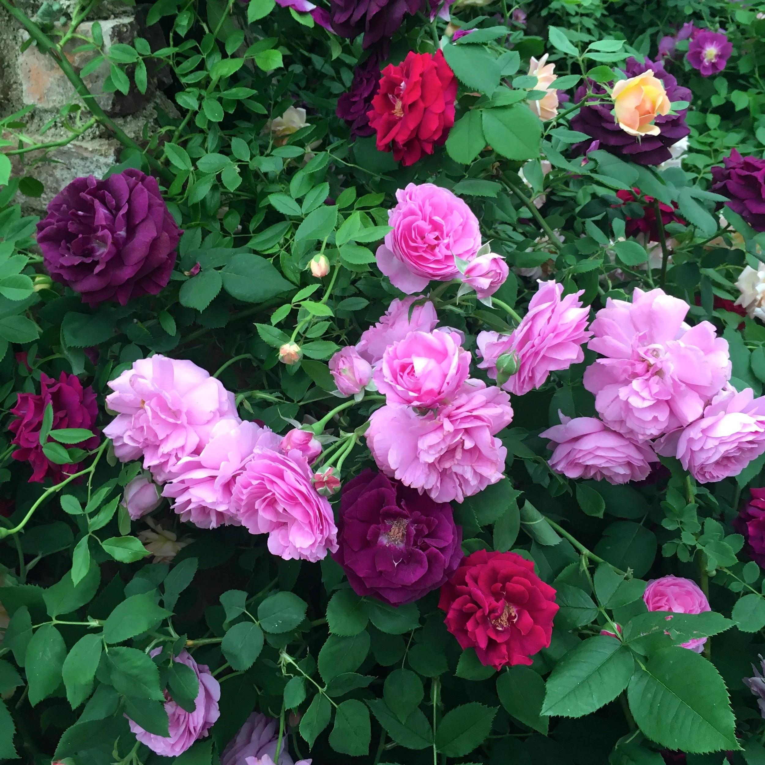 Pink roses of all colours