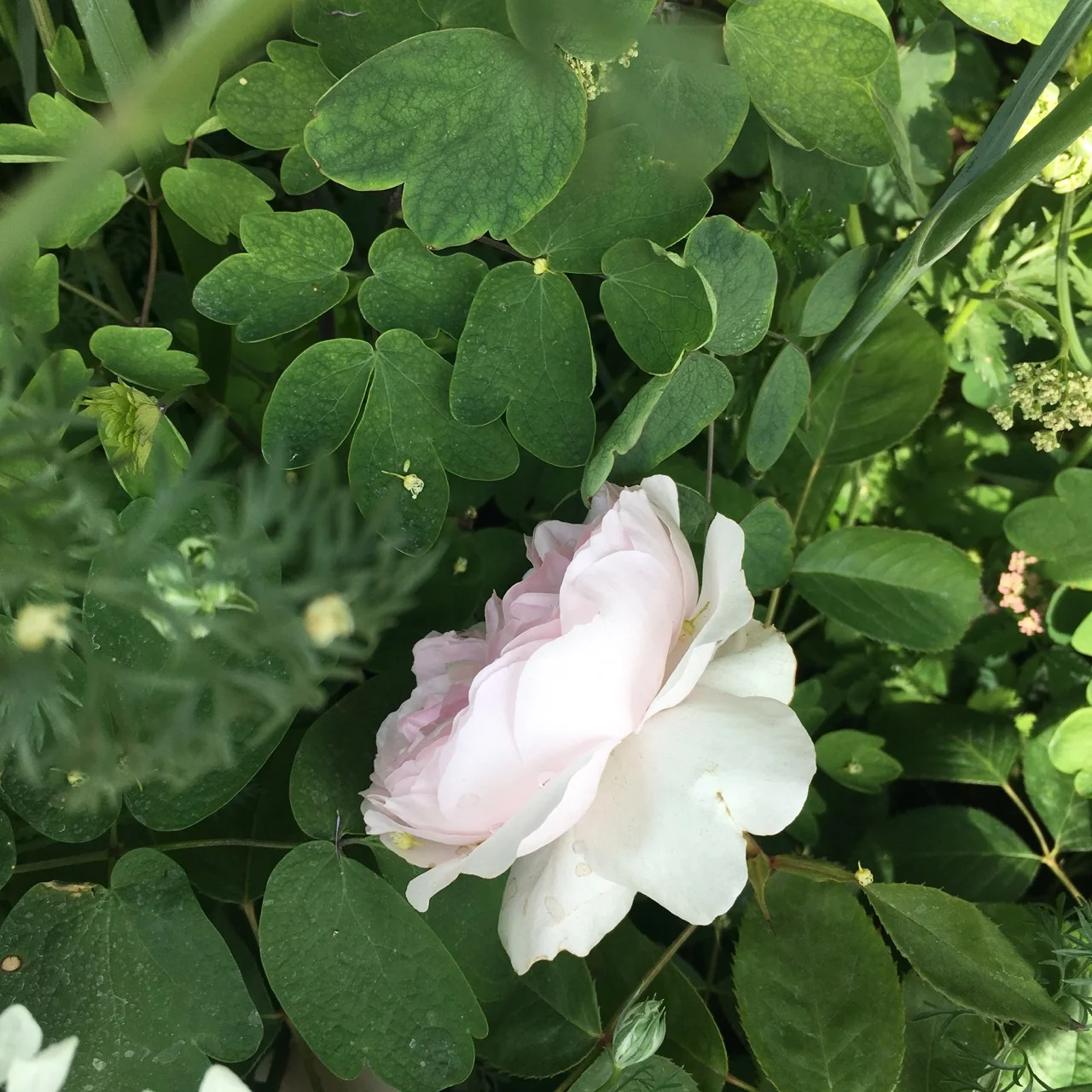 A delicate rose amongst greenery
