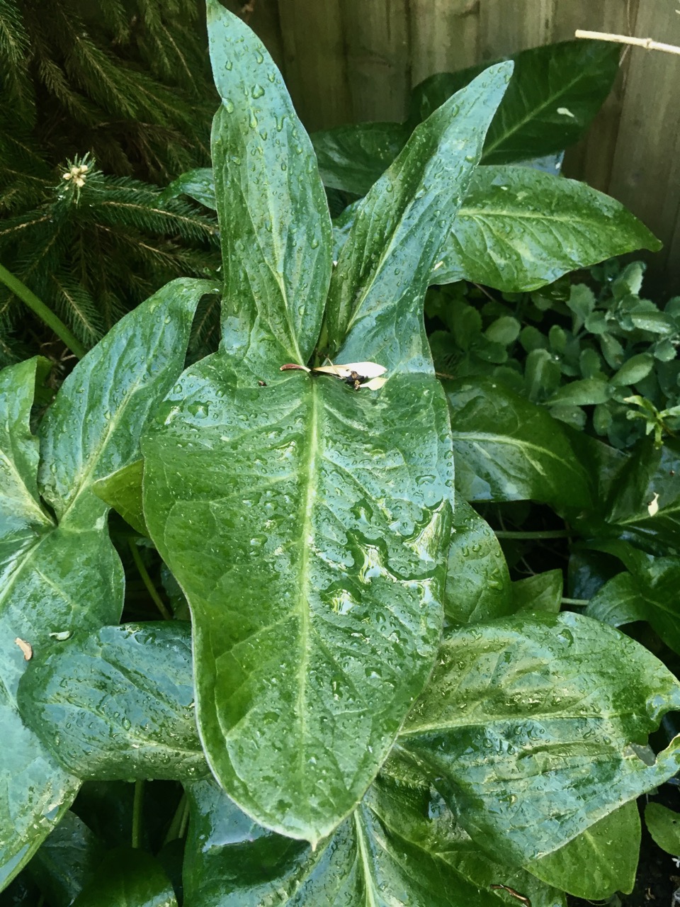 Lords and ladies, but bunny shaped