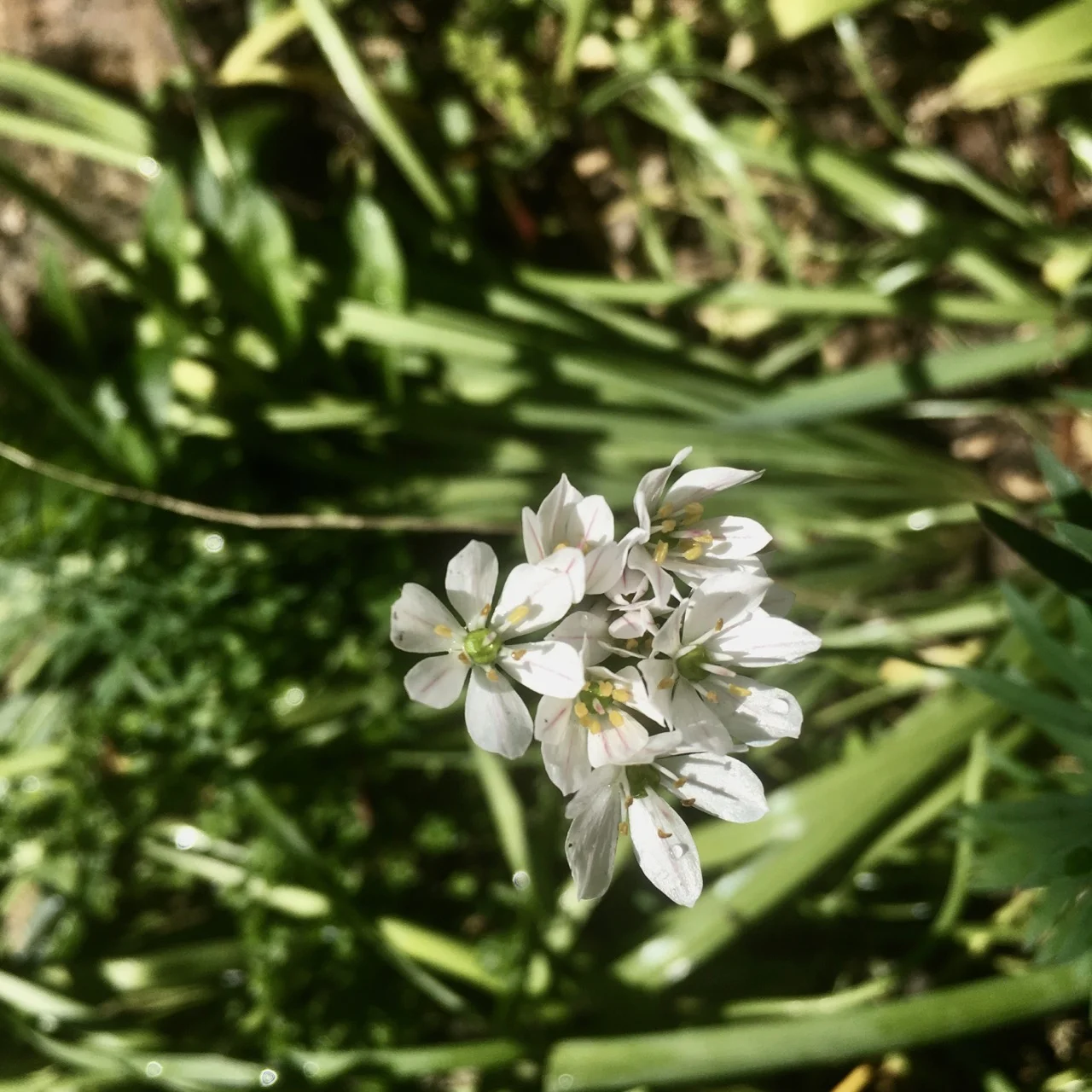 Pretty white flowers but no idea what they are.jpg
