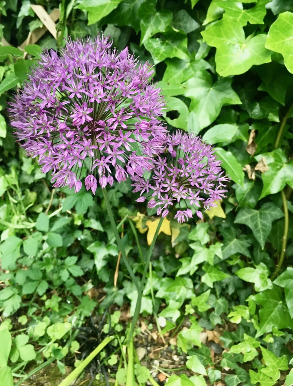alliums shining through