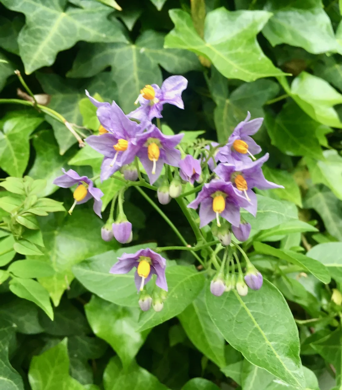 flowers from the chilean potato plant