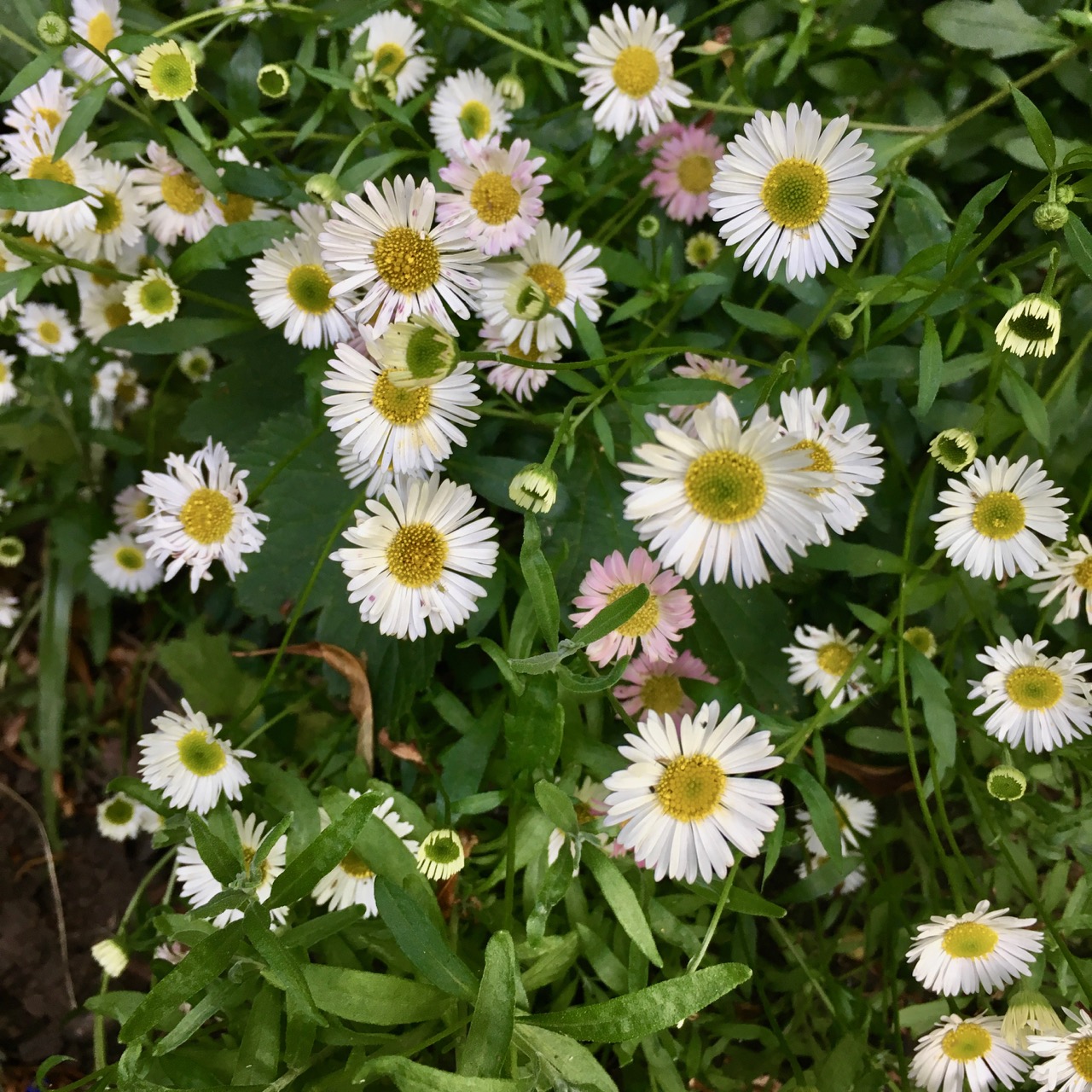 daisies in the flowerbed