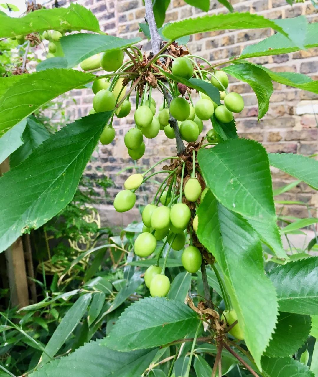 the start of our cherries