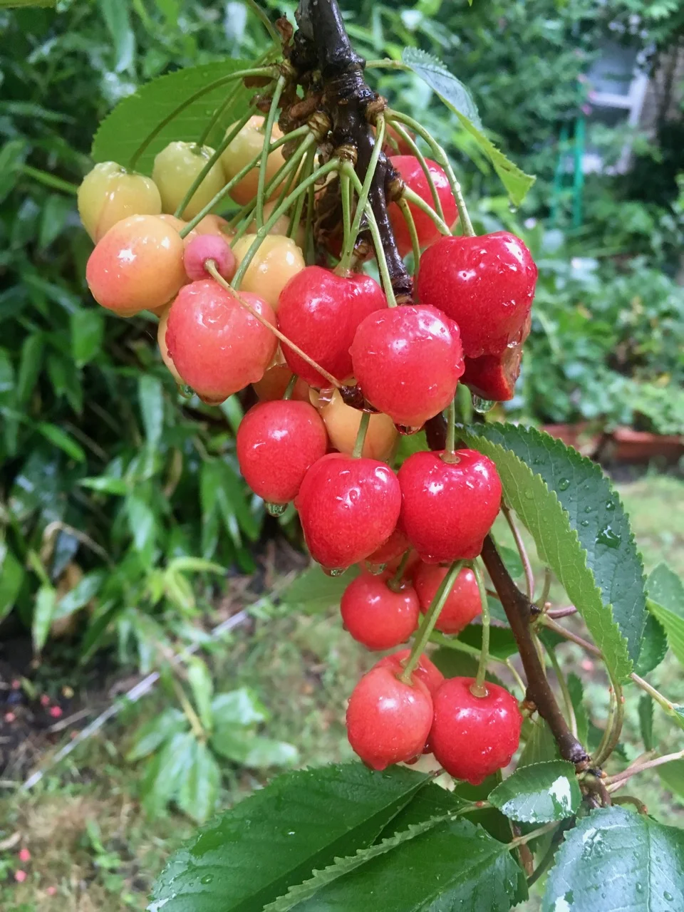 Cherries glistening in the rain