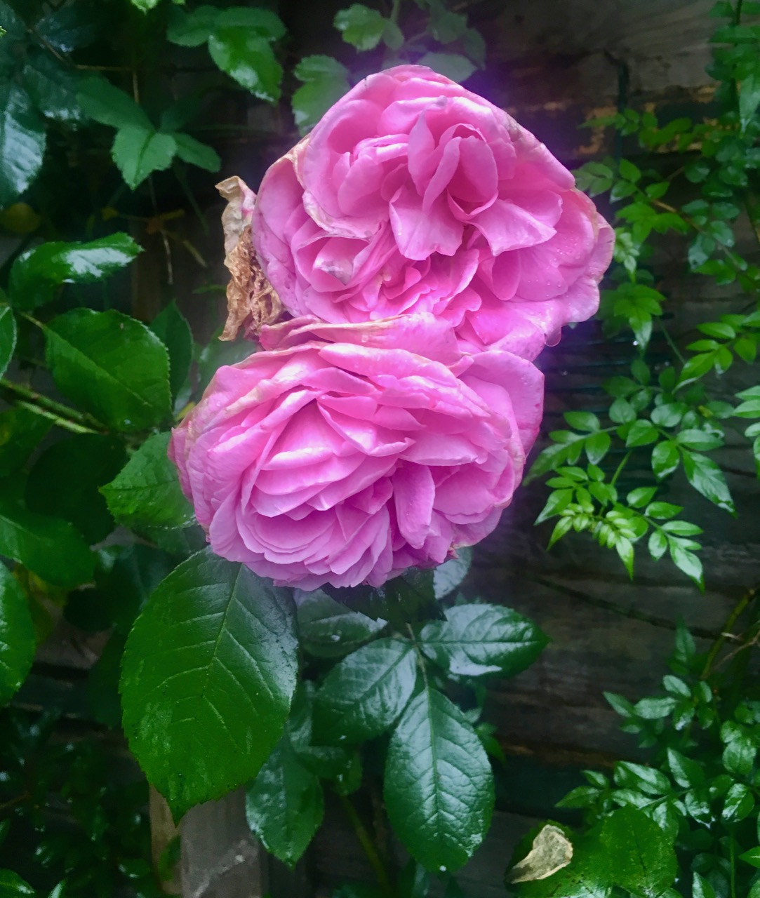 Getrude Jekyll in fine form in our garden