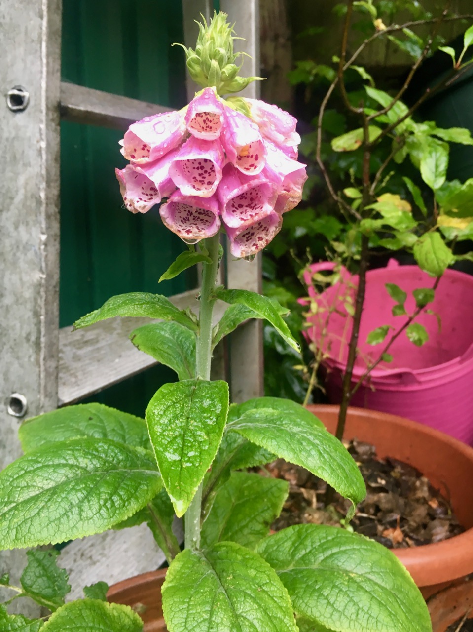 foxgloves in flower