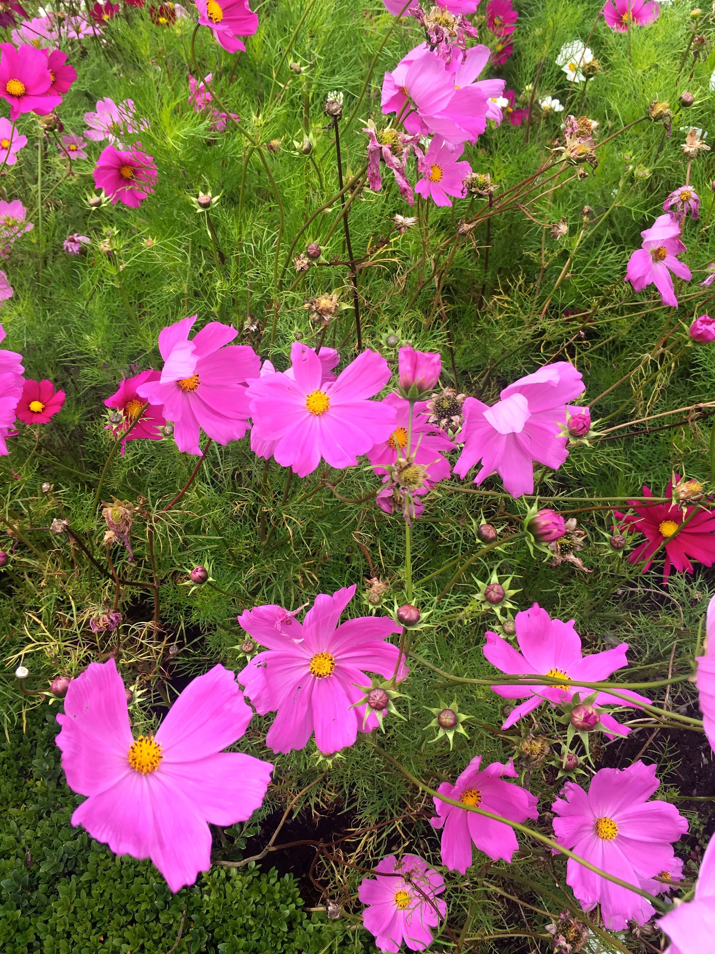 cosmos fill the central bed