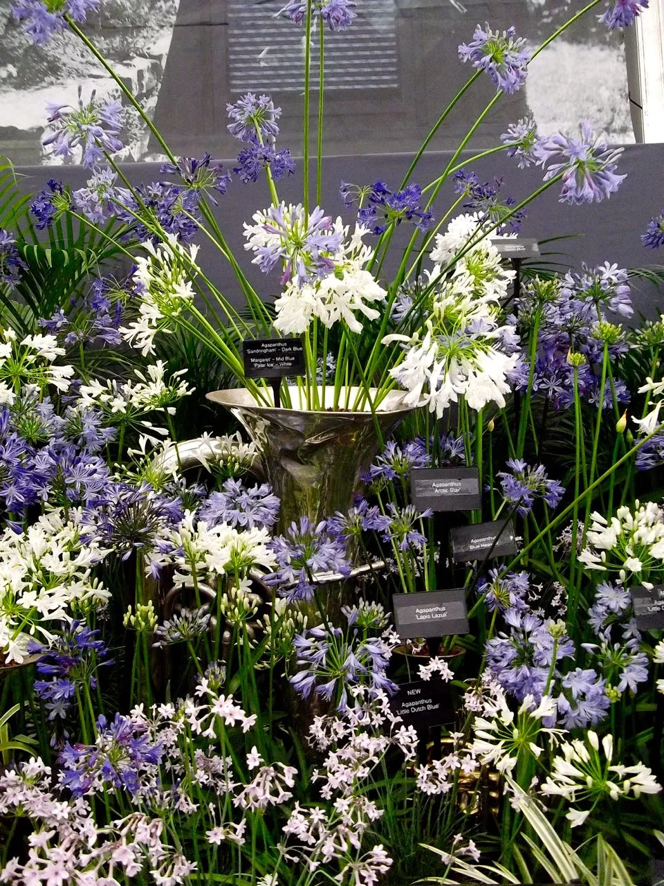 blues and whites at chelsea