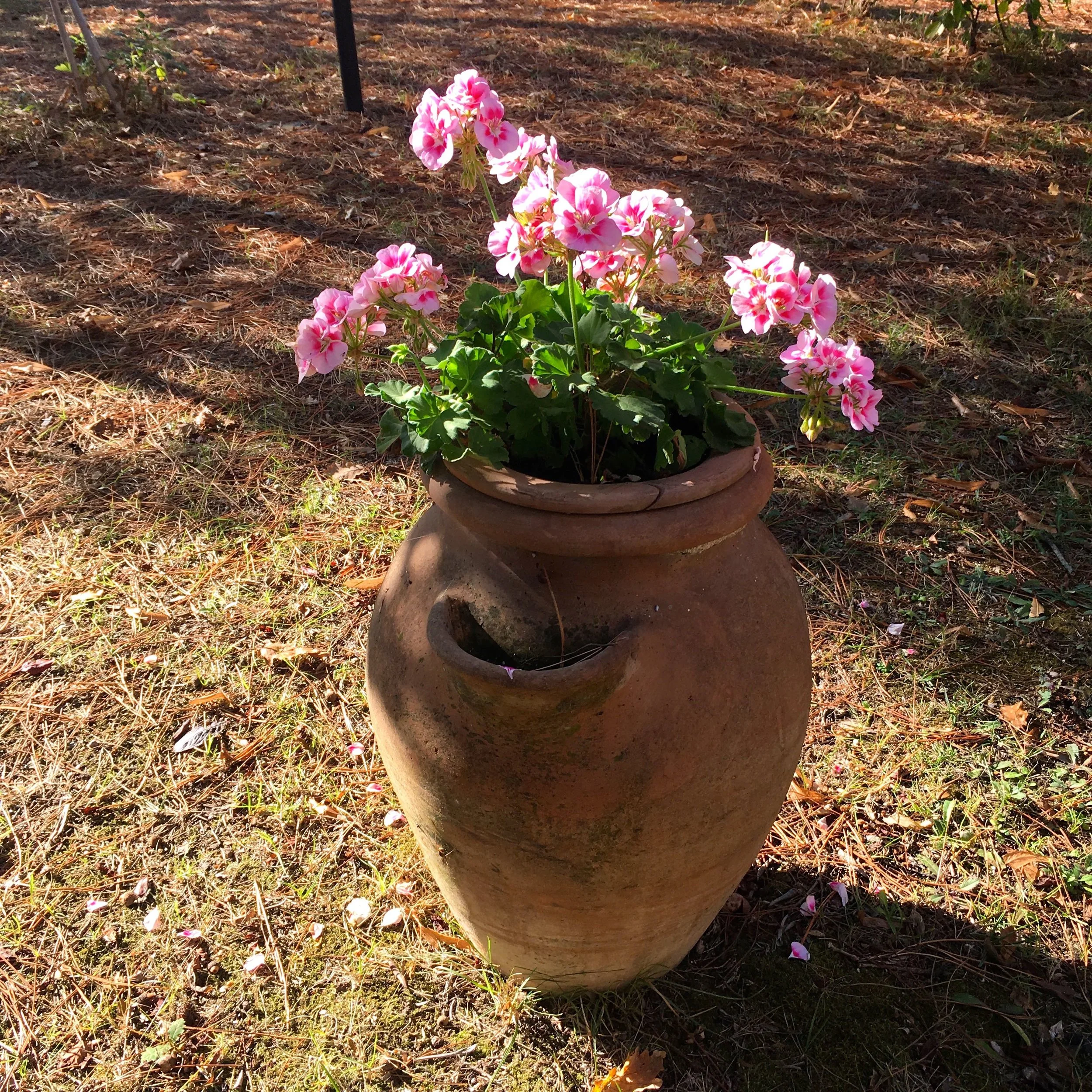 terracotta pot, pretty pink flowering geraniums