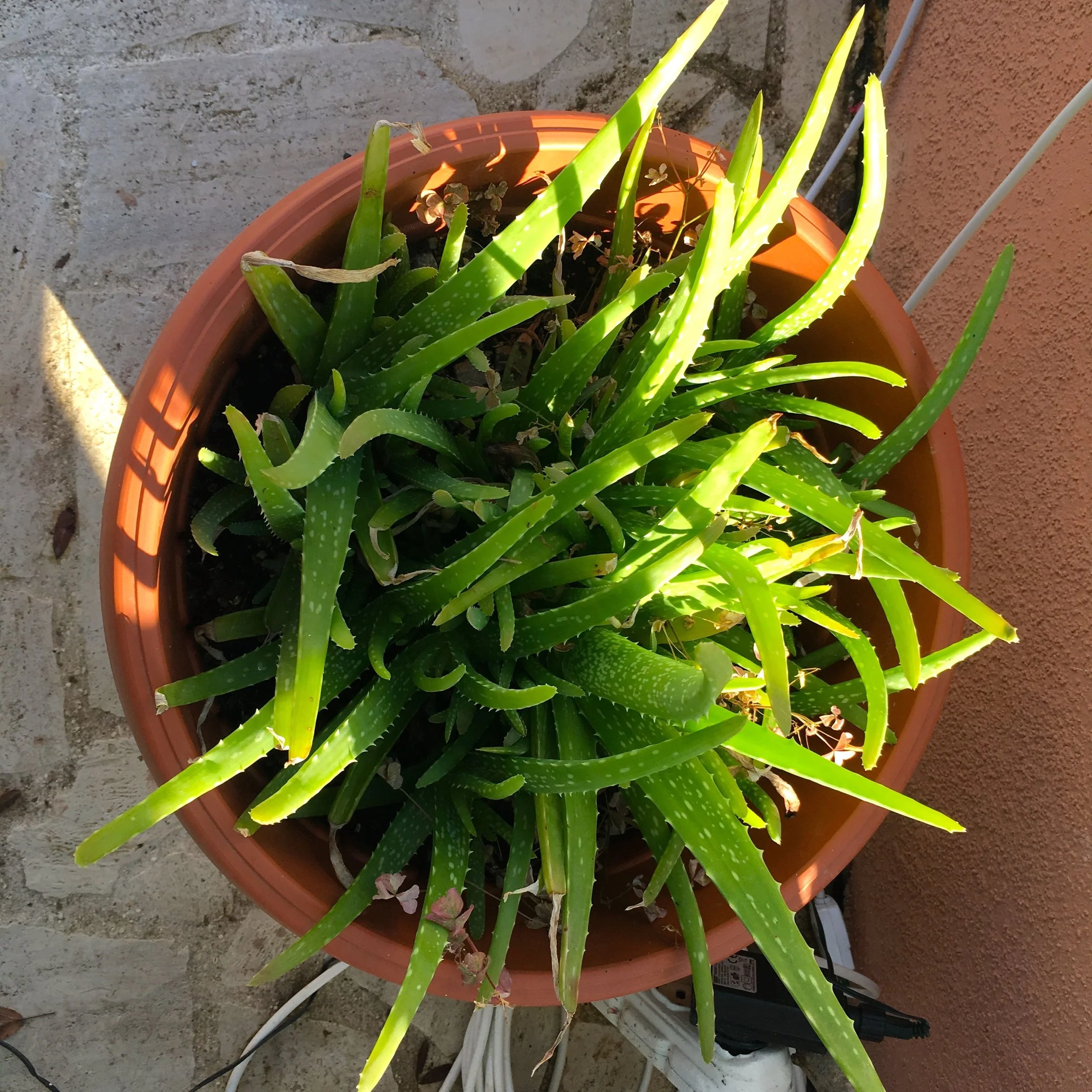 Potted aloe vera in dappled shade