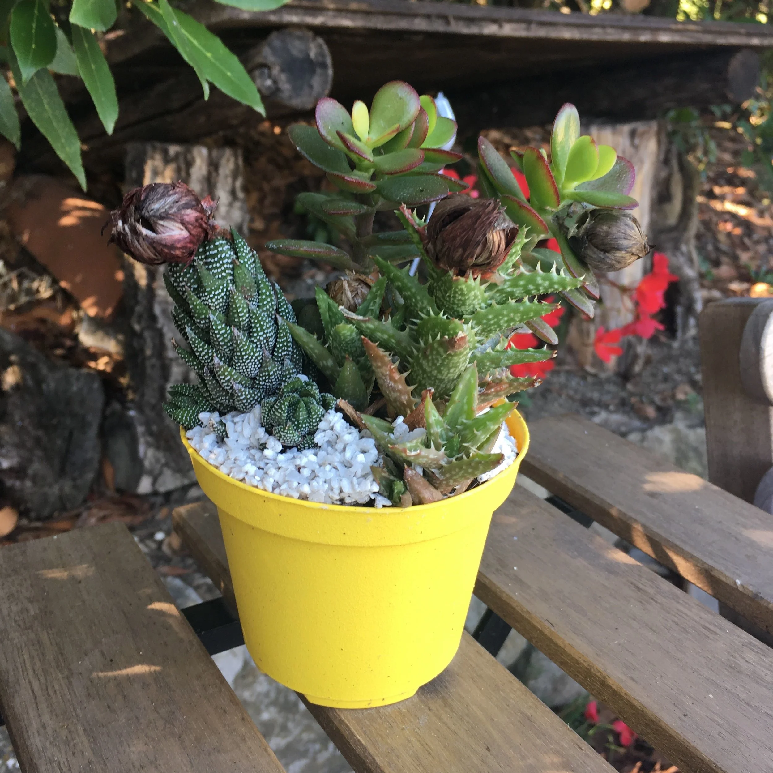 flowering succulents in a cheery yellow pot