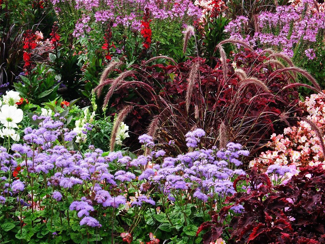 Aug phlox-98213.jpg
