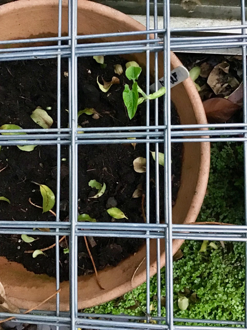 impromptu protection for my beans