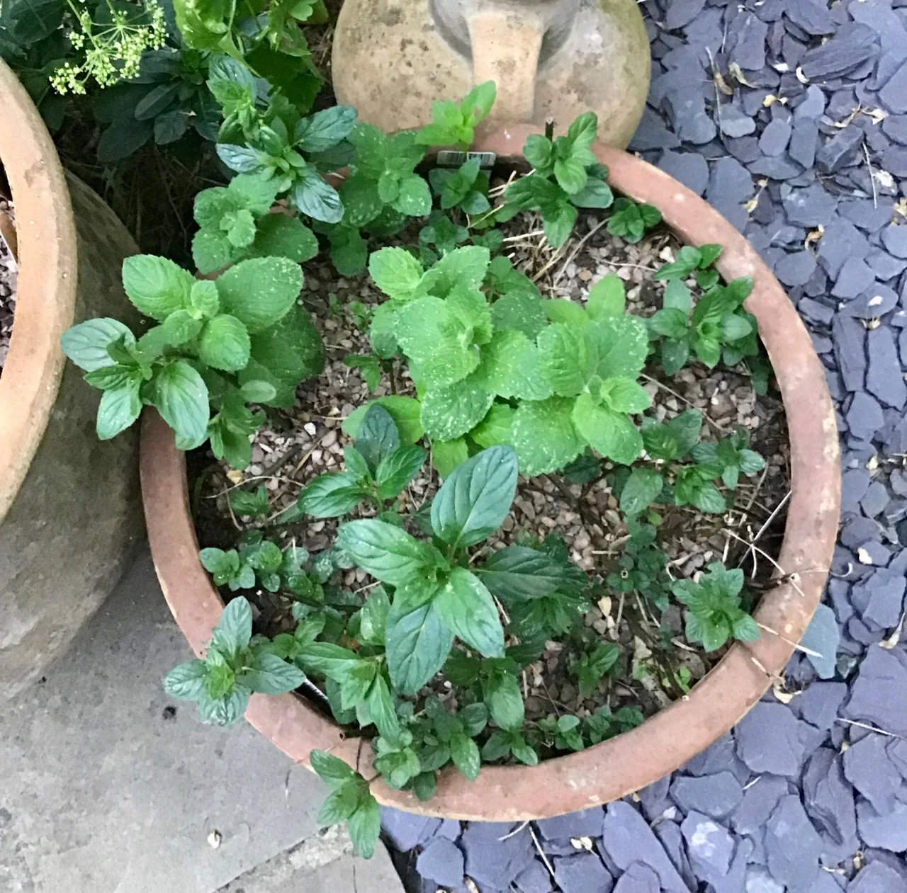 regrowth in the mint pot