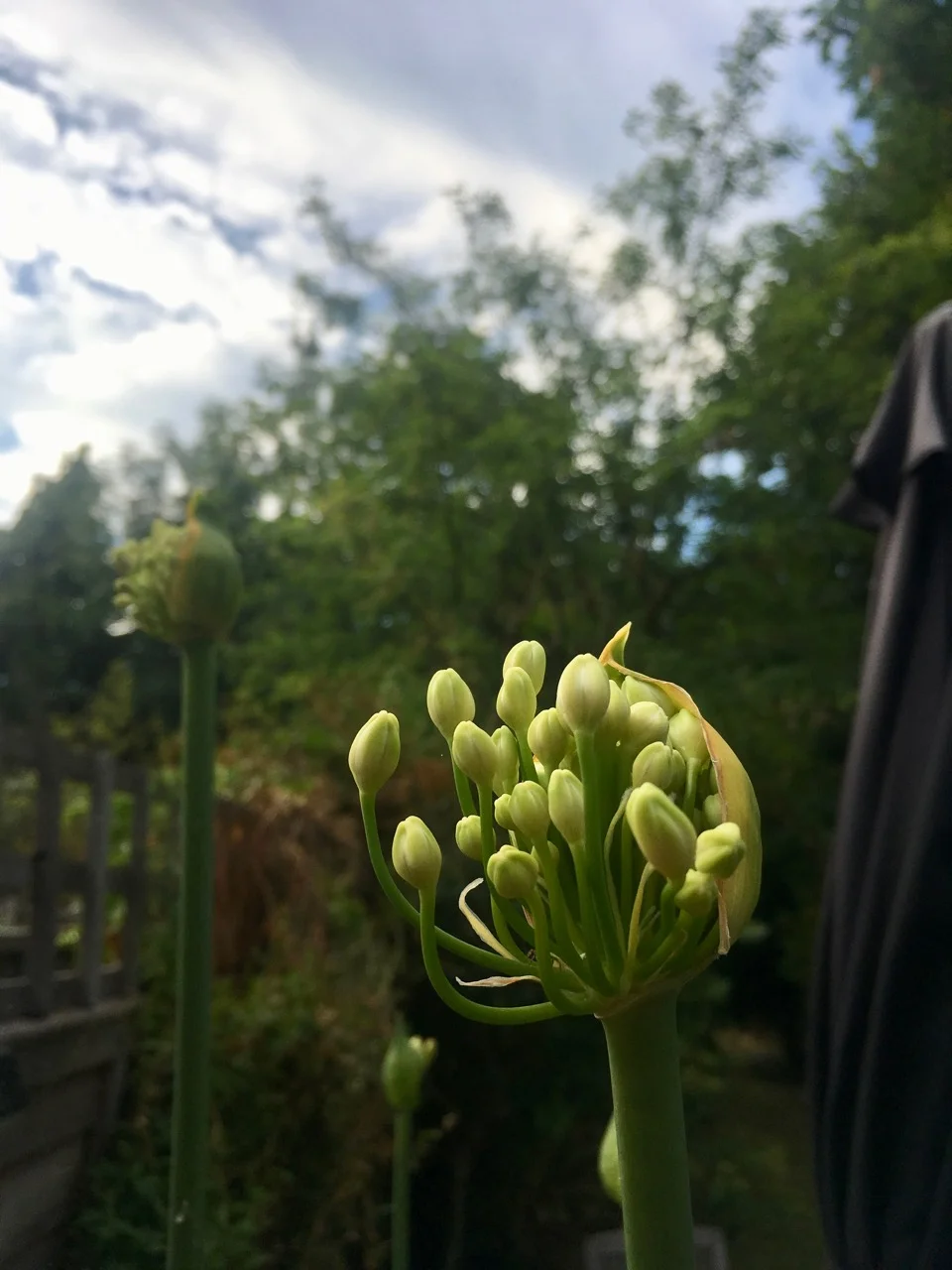 early agapanthus