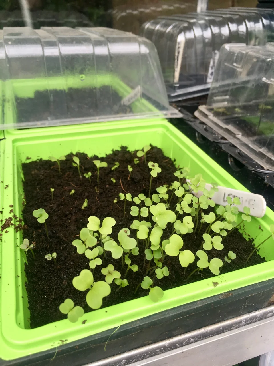 growing lettuce